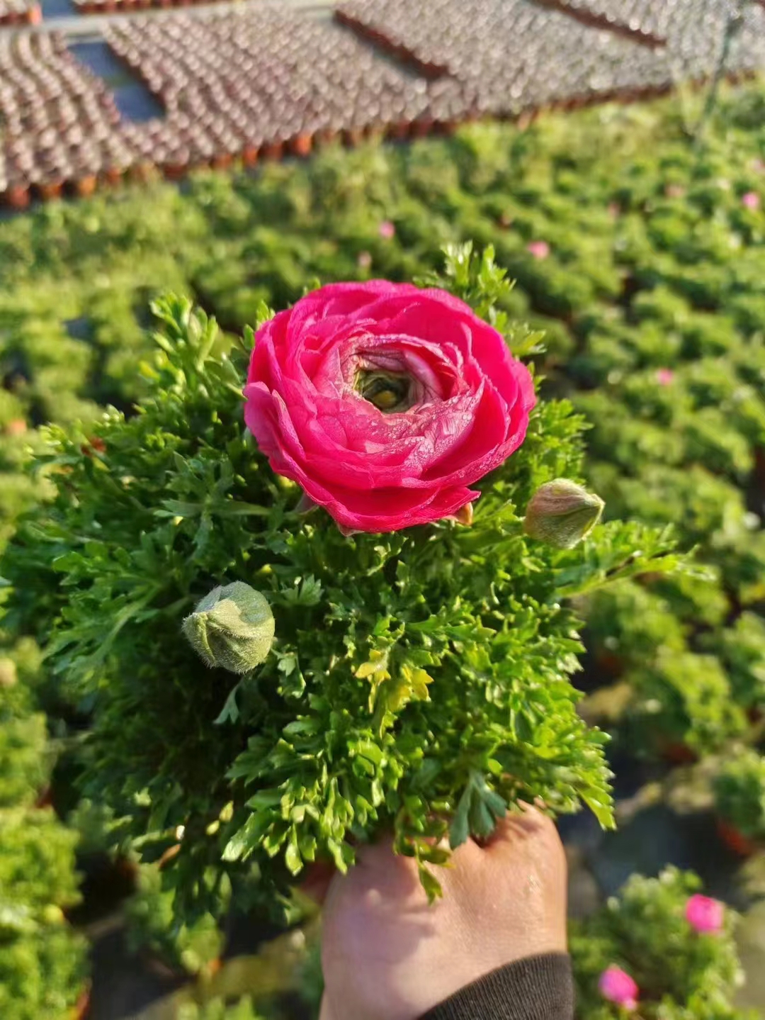 ëݢ󱭡Ĵëݢlëݢr