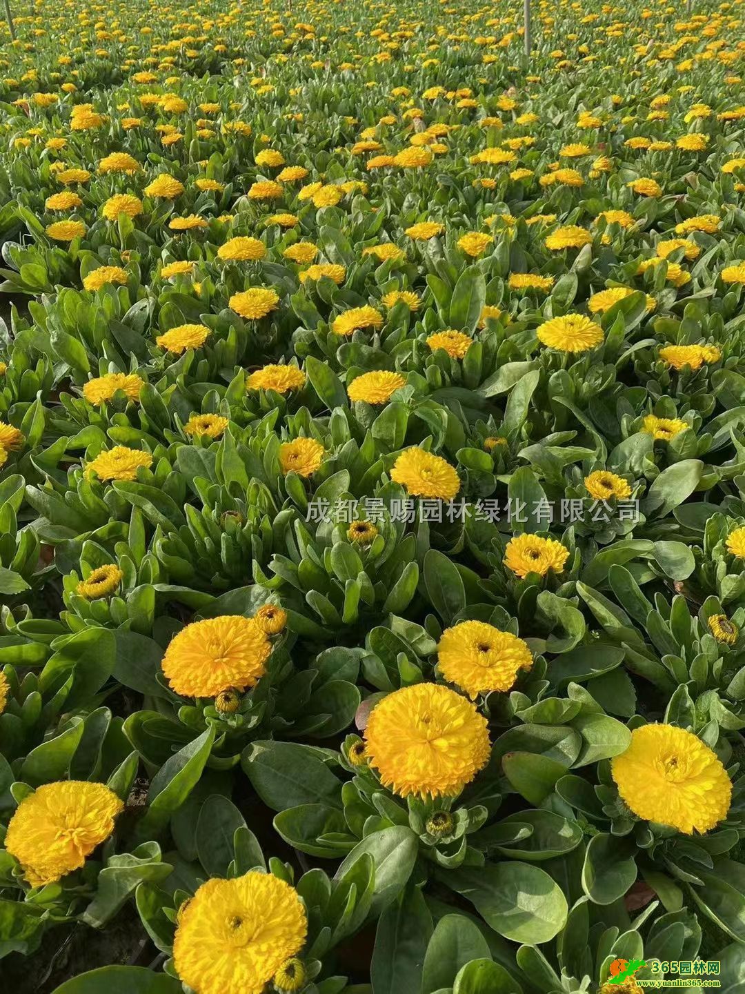 Kմ󱭡KСĴɶKջءKl(f)