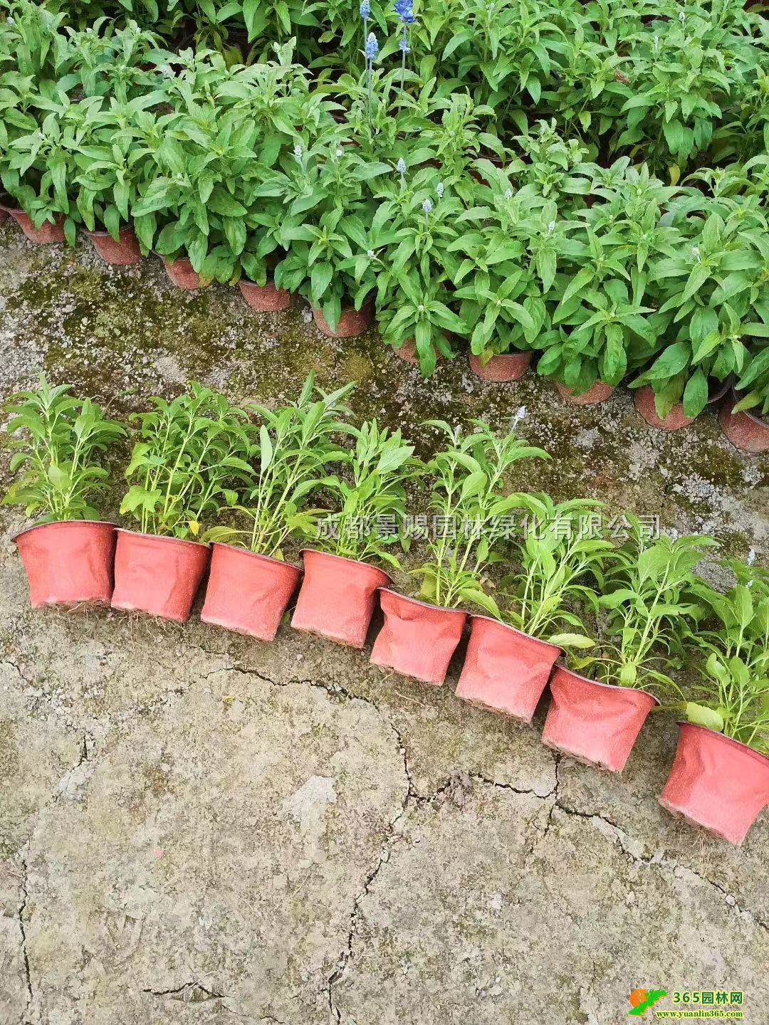 {βpɫ2Ӂ{βݻء{βl