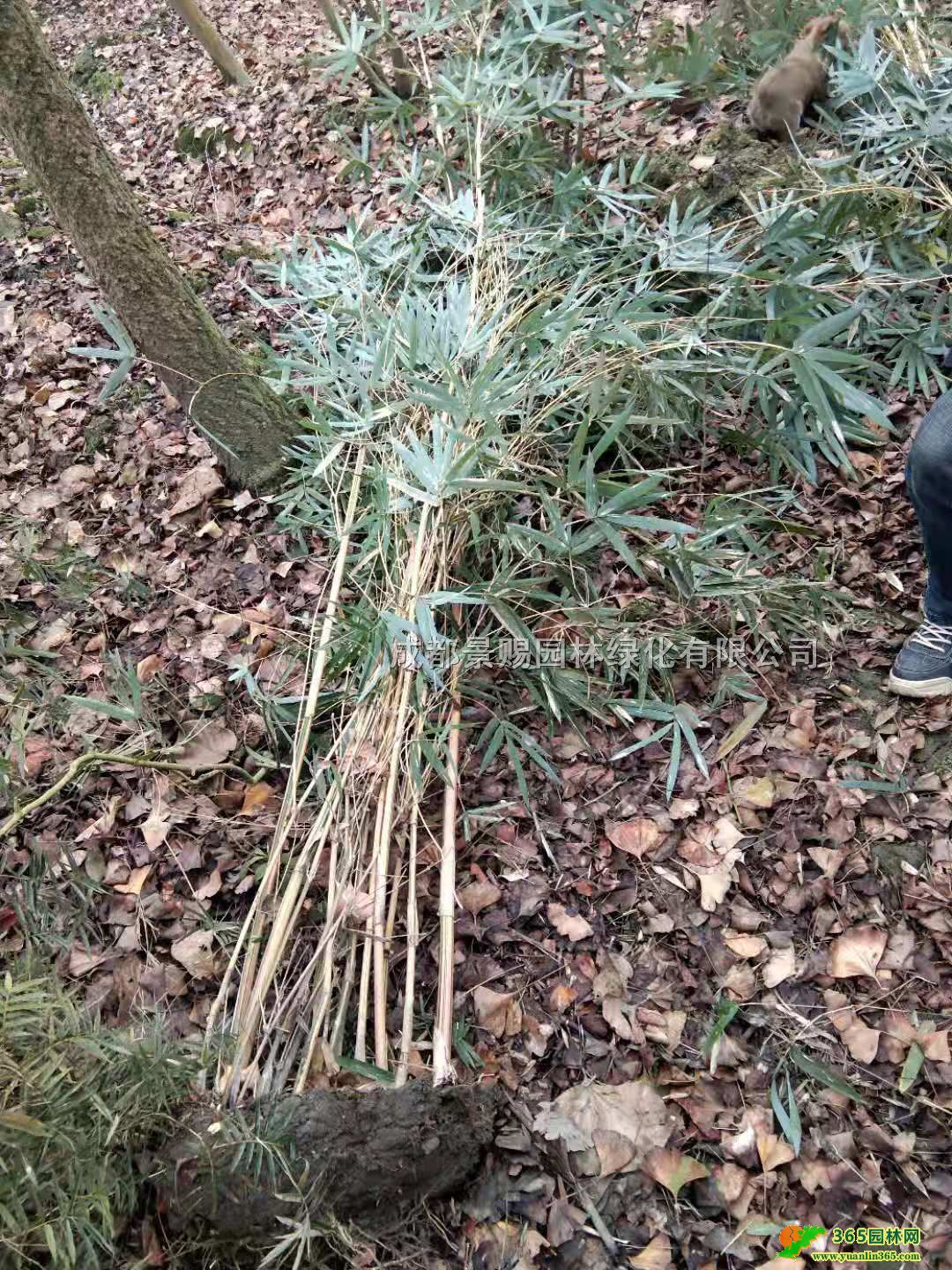 Ĵٽzl(f)ء2-3׸ٽzٽzl(f)r(ji)