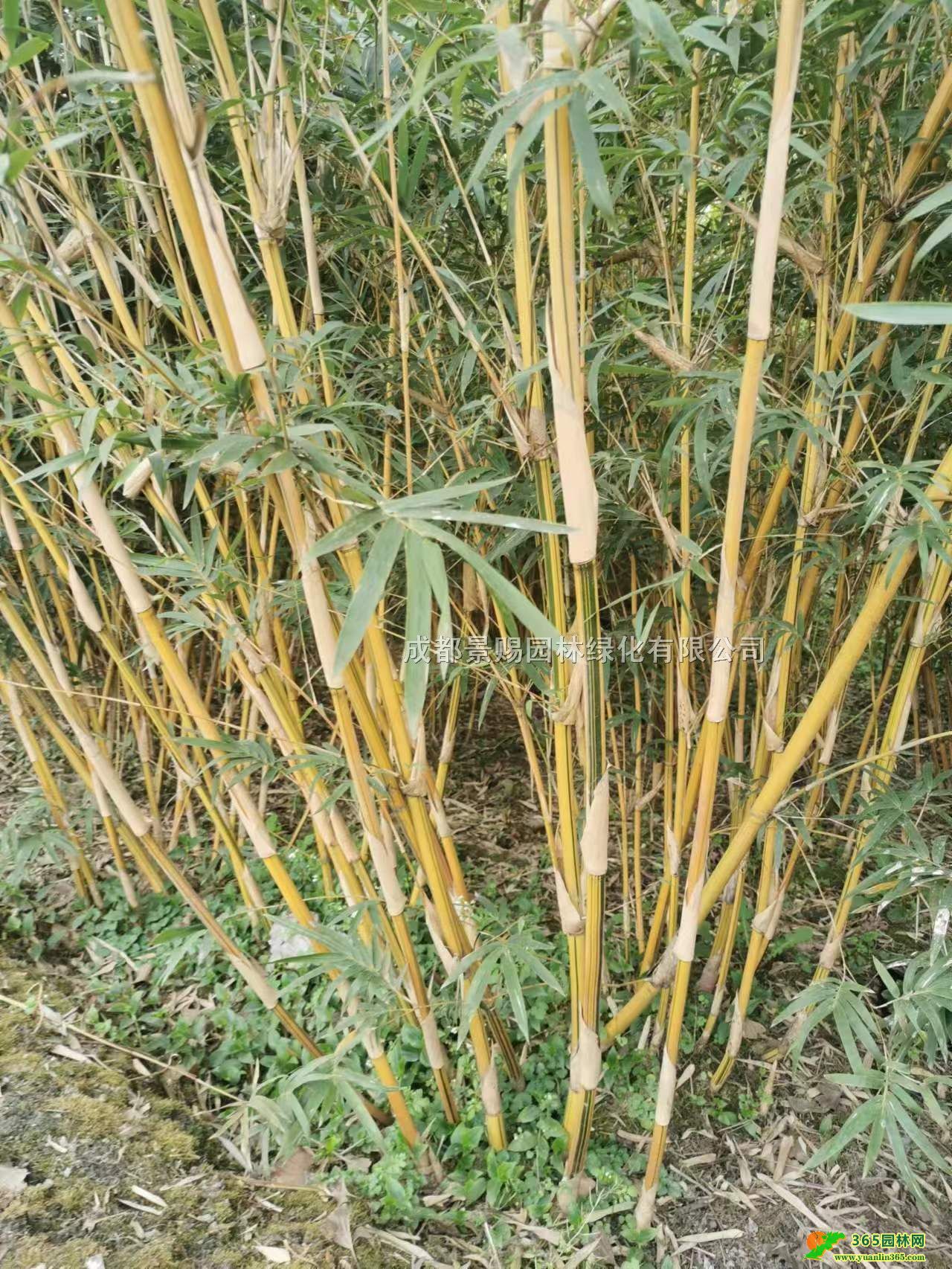 ٽzؑcFĴٽzl2-3׸ٽz