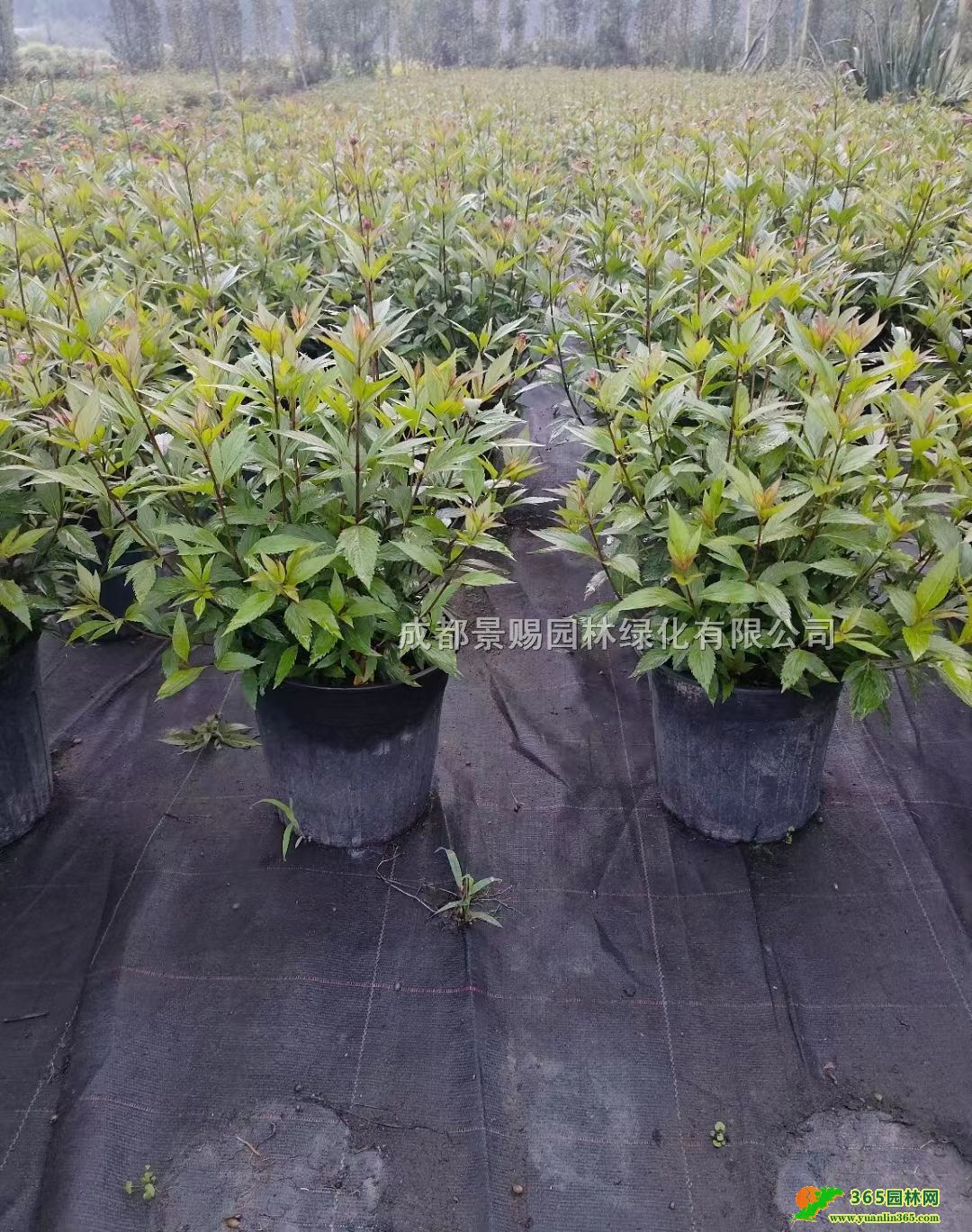 m󱭡m2Ӂml(f)20-40m