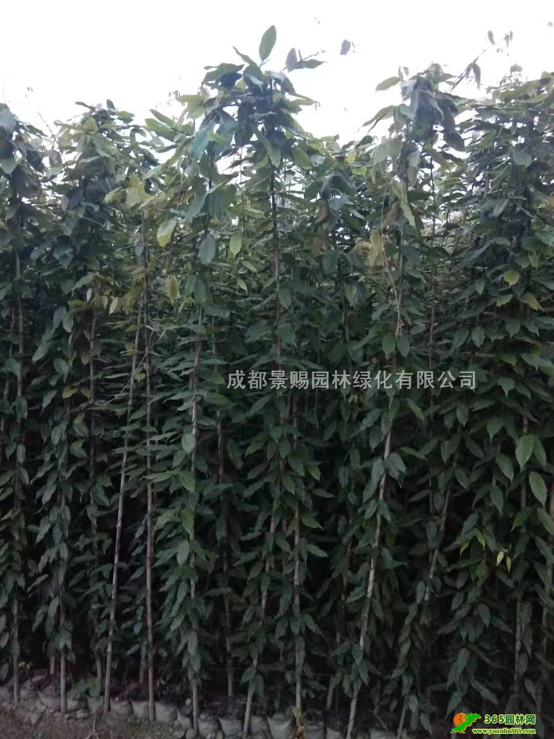 ٴͻءl(f)2-3׸ٱ硢pɫr