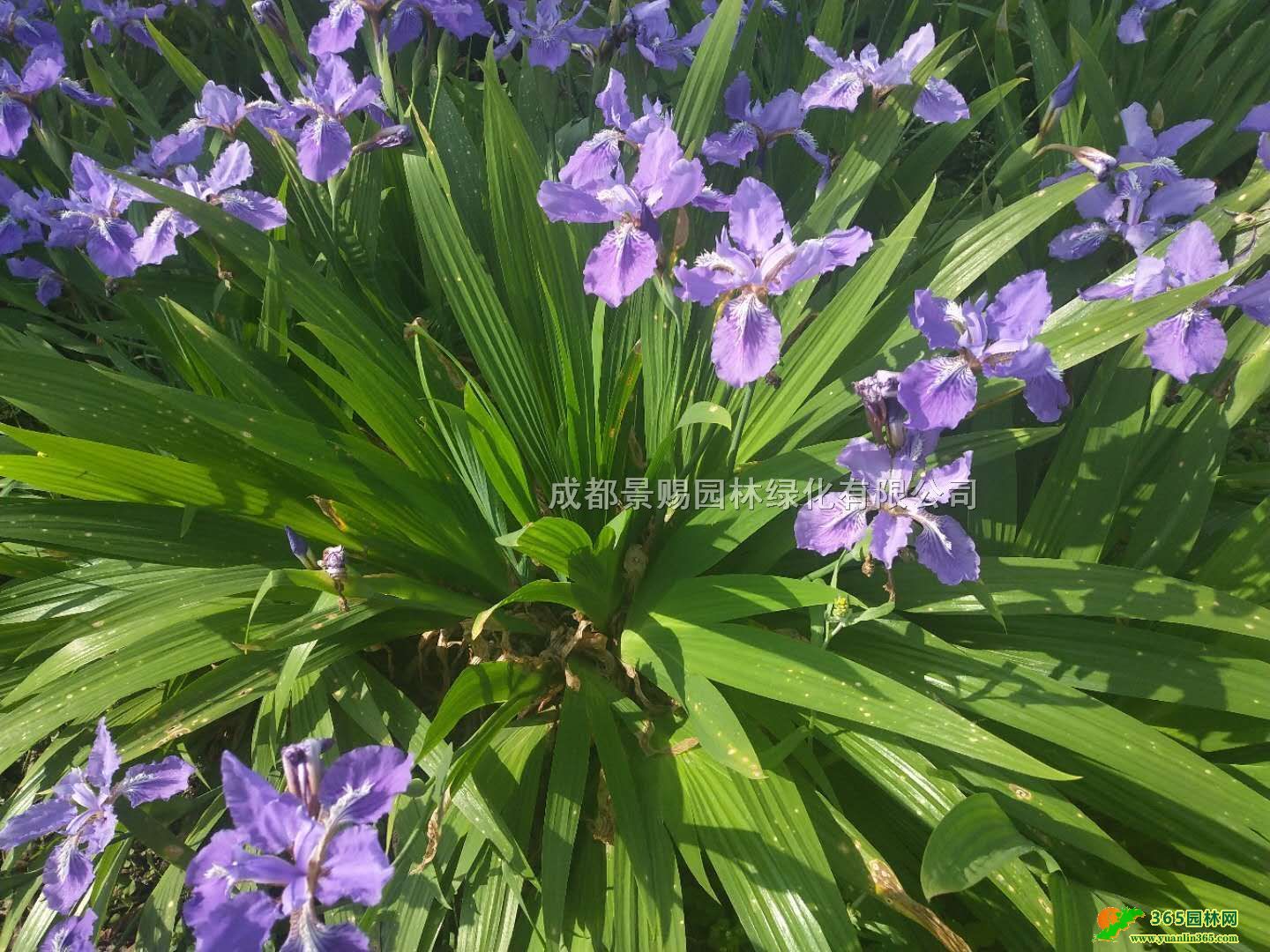 GˮSβl(f)ĴɶGSβl(f)GSβ籭