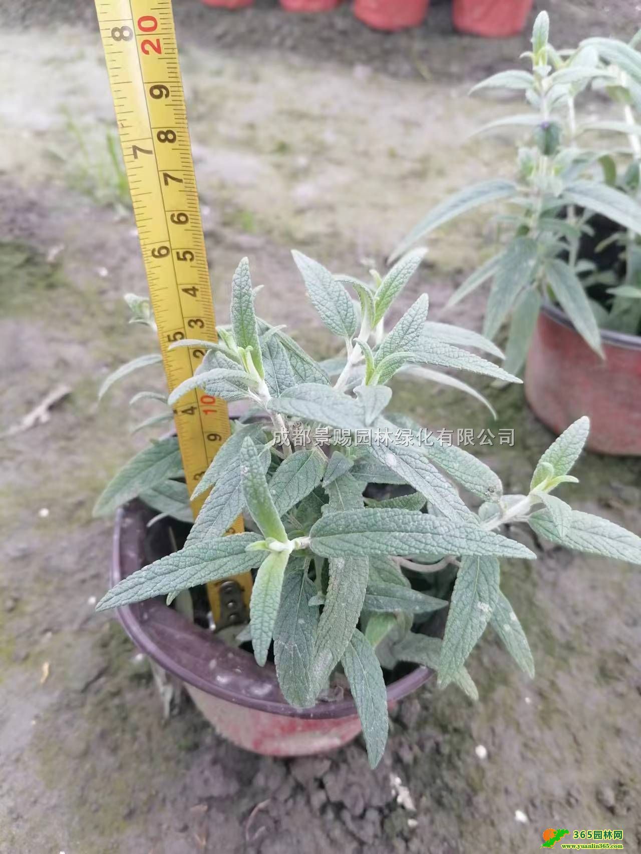 βݾGС硢Ĵɶβݻl(f)βݹԮa(chn)N