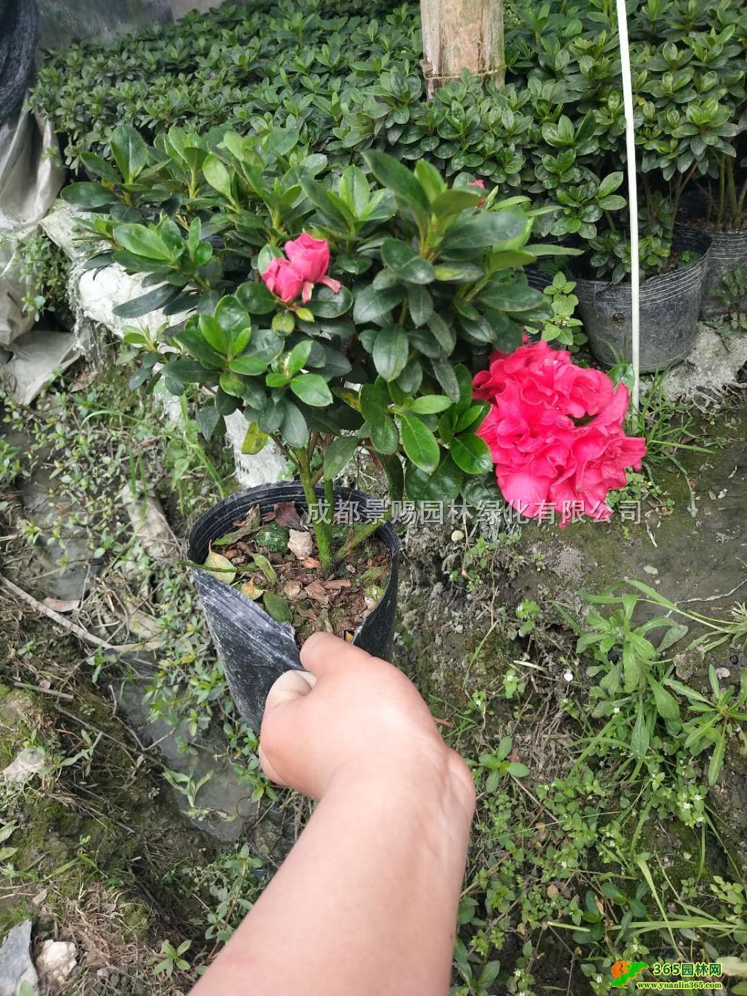 Nءl(f)N󱭡СrNl(f)