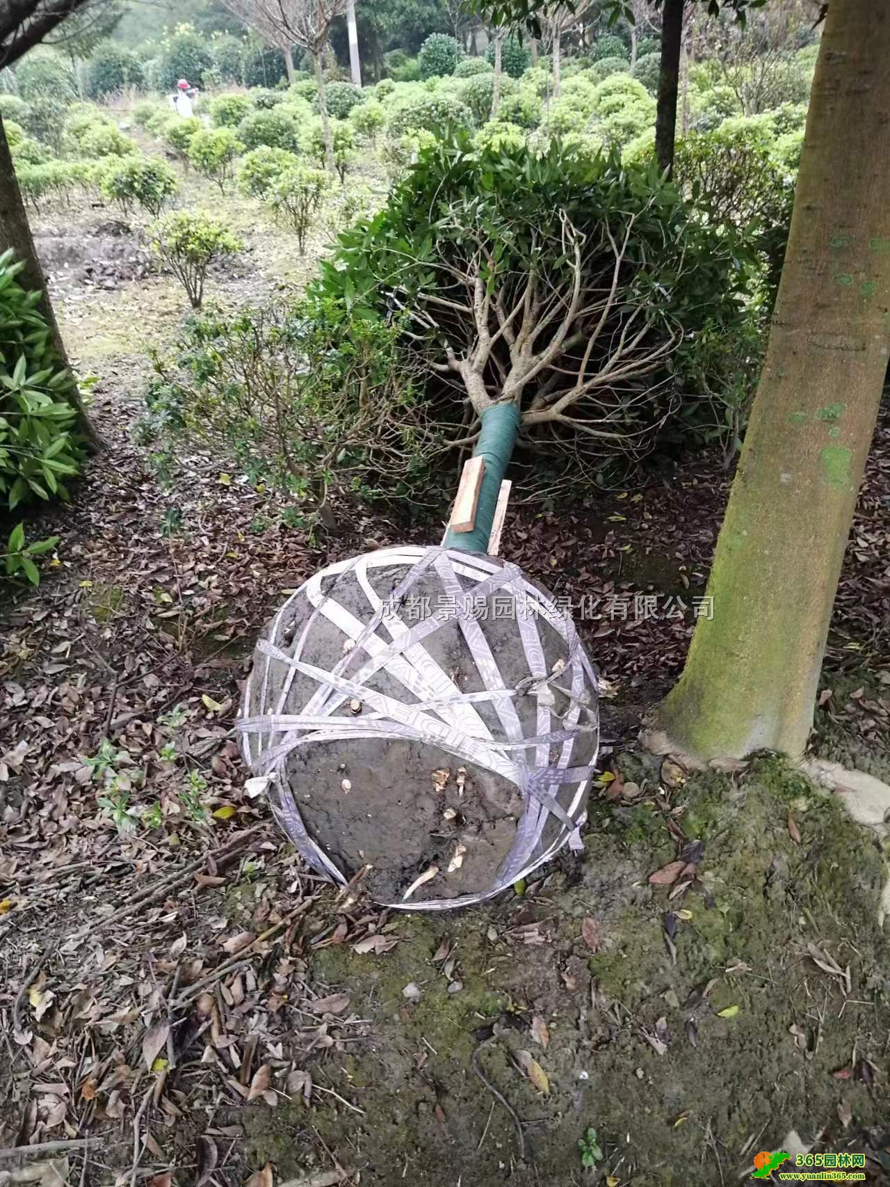 12-18ֹlĴ𻨻l10-15ֹ