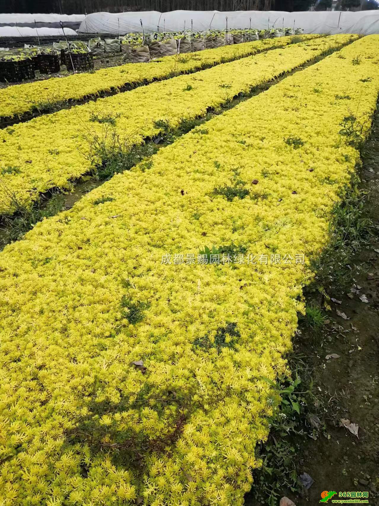 ײСl(f)~ײݻءؑcɶײ݃r