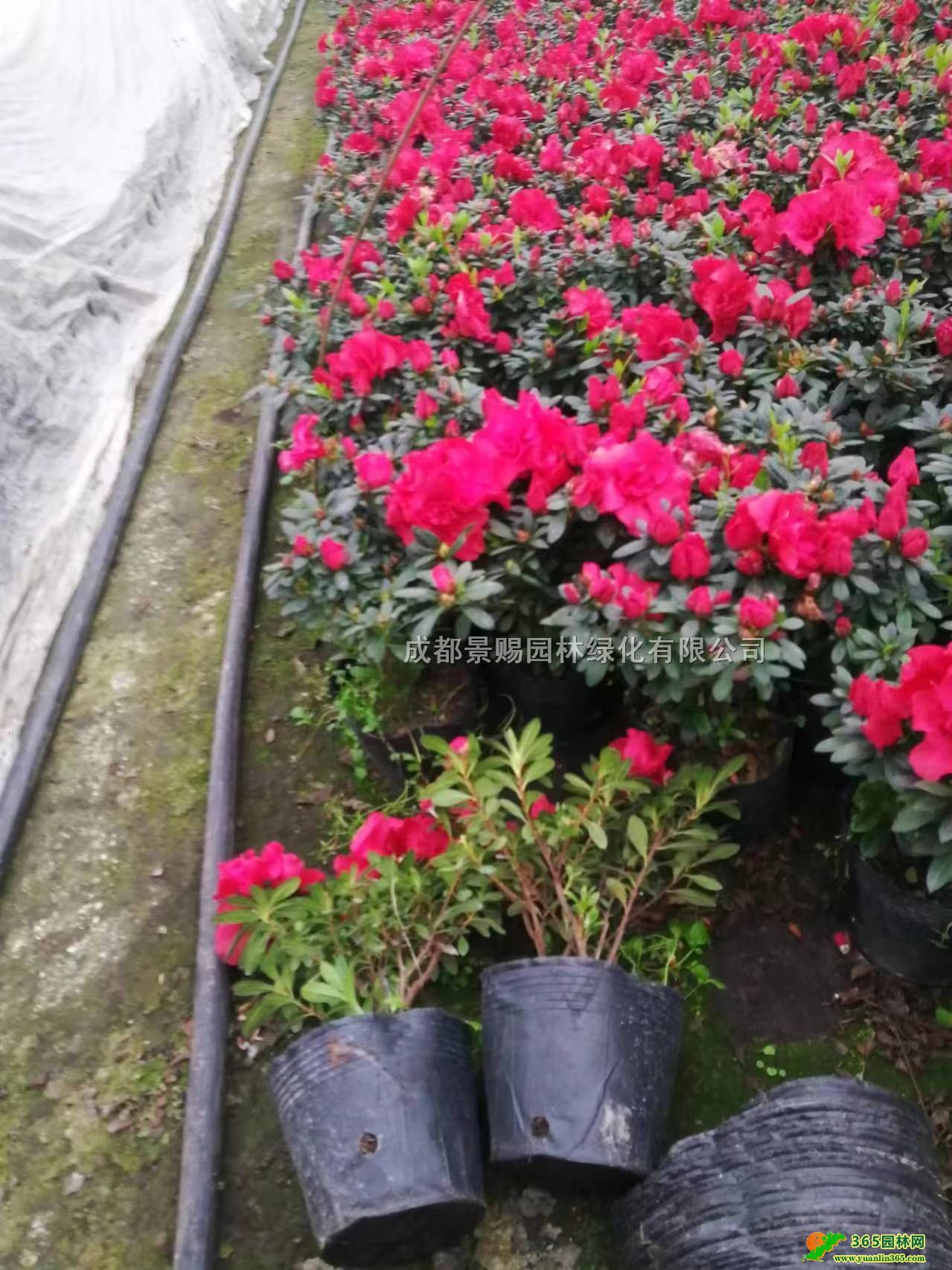 rNl(f)rNخa(chn)ءrNС