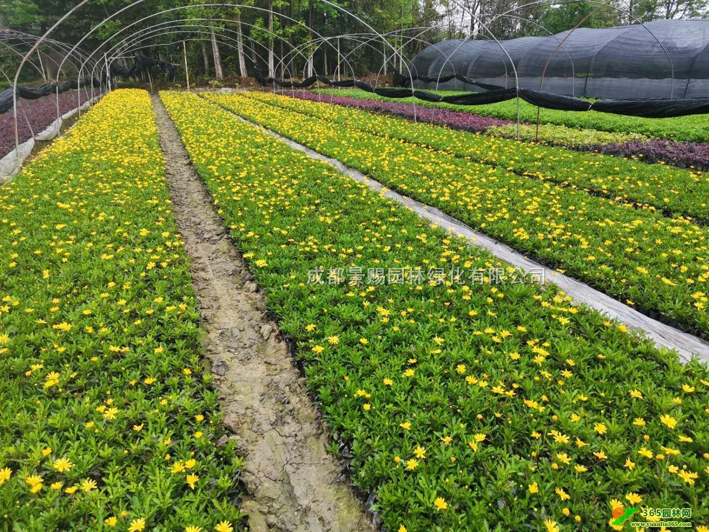 ؑcľl20-50ľС硢ľջl