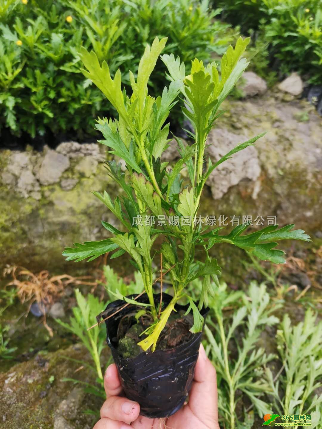 Fľջءl(f)20-30ľСľСr