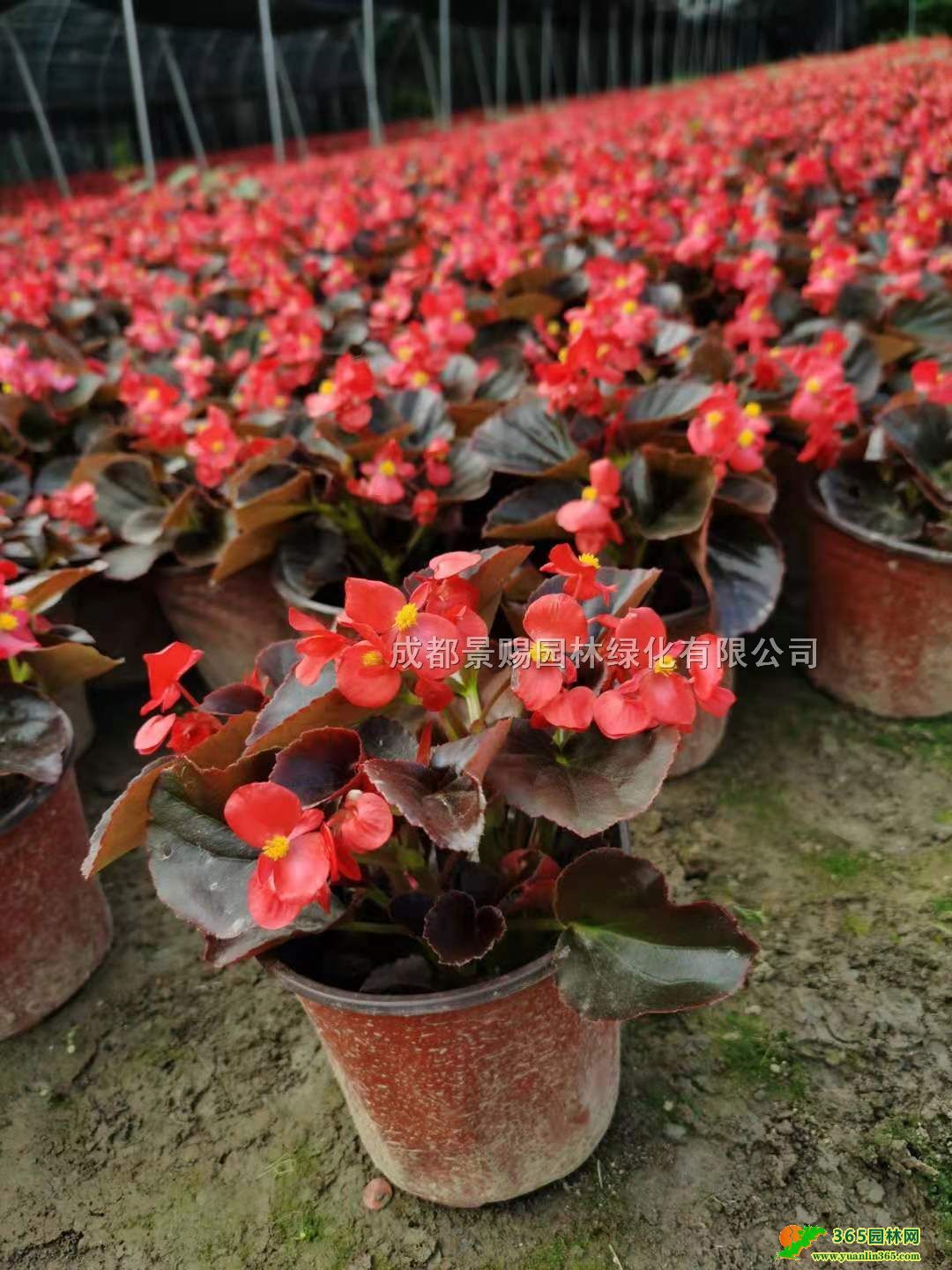 ļĻءlļĴ󱭡ļpɫĴؑc