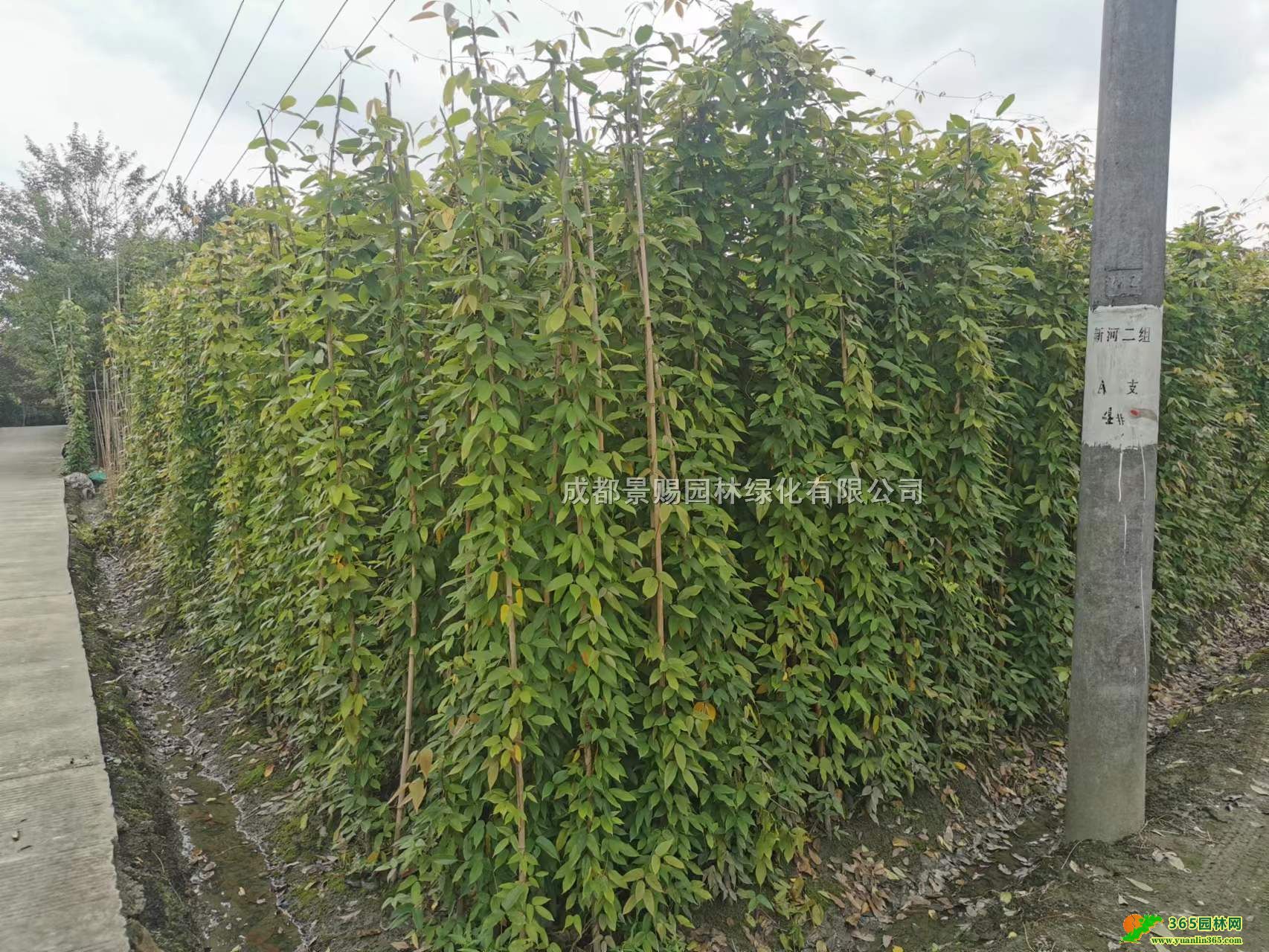 ٻءl(f)2-3׸ٱ硢ɶ؛Դ