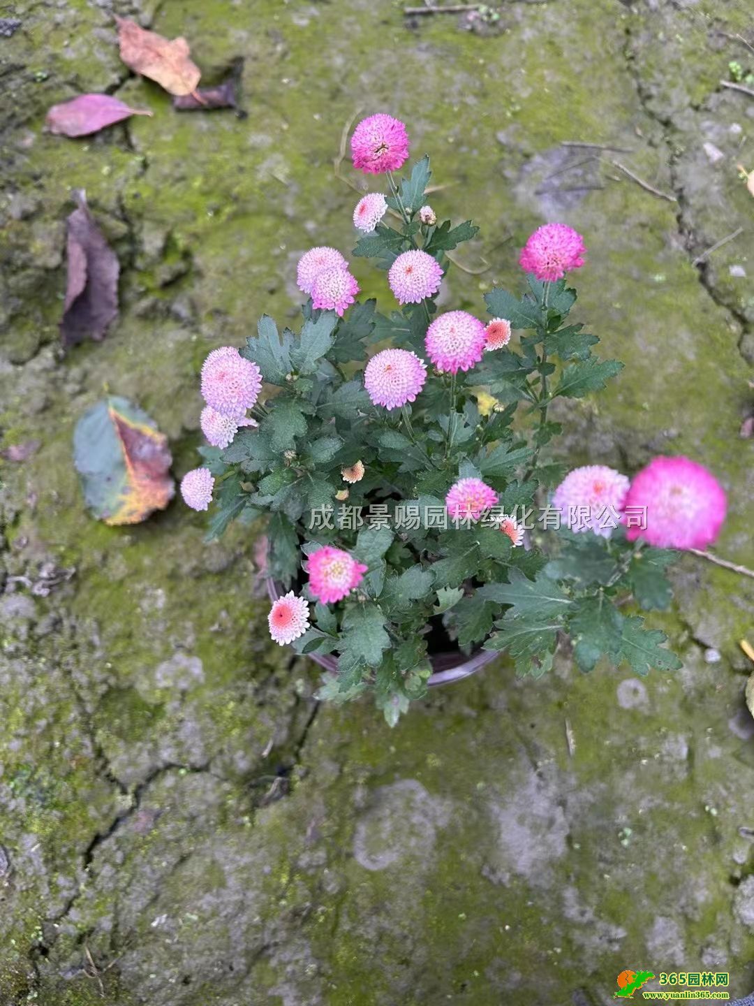 ֮pɫĴ֮Ѵ󱭡֮ѻl(f)