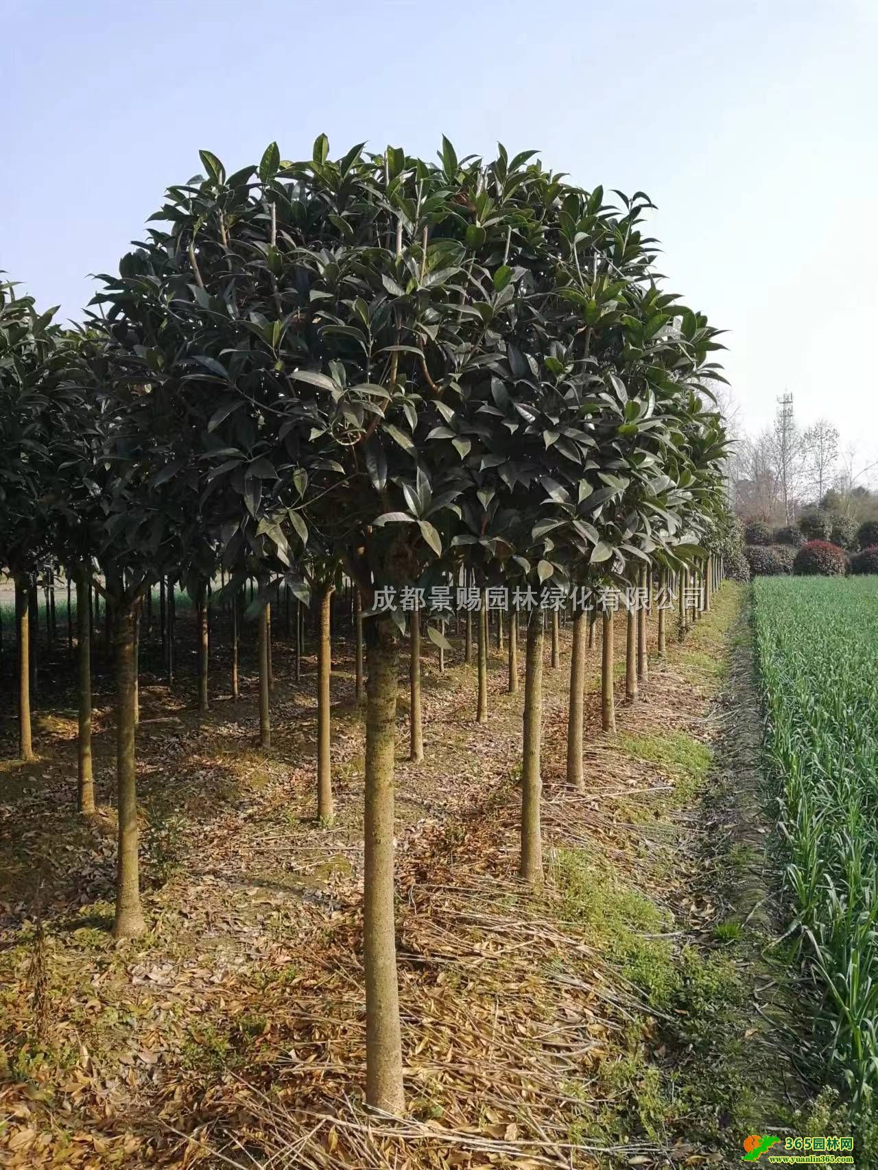 6-8־Ʒl10-12ֹ𻨹Ĵ𻨻