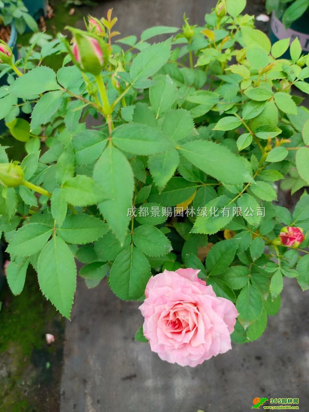 30ߚW1ӁWlr18W»ءW¹