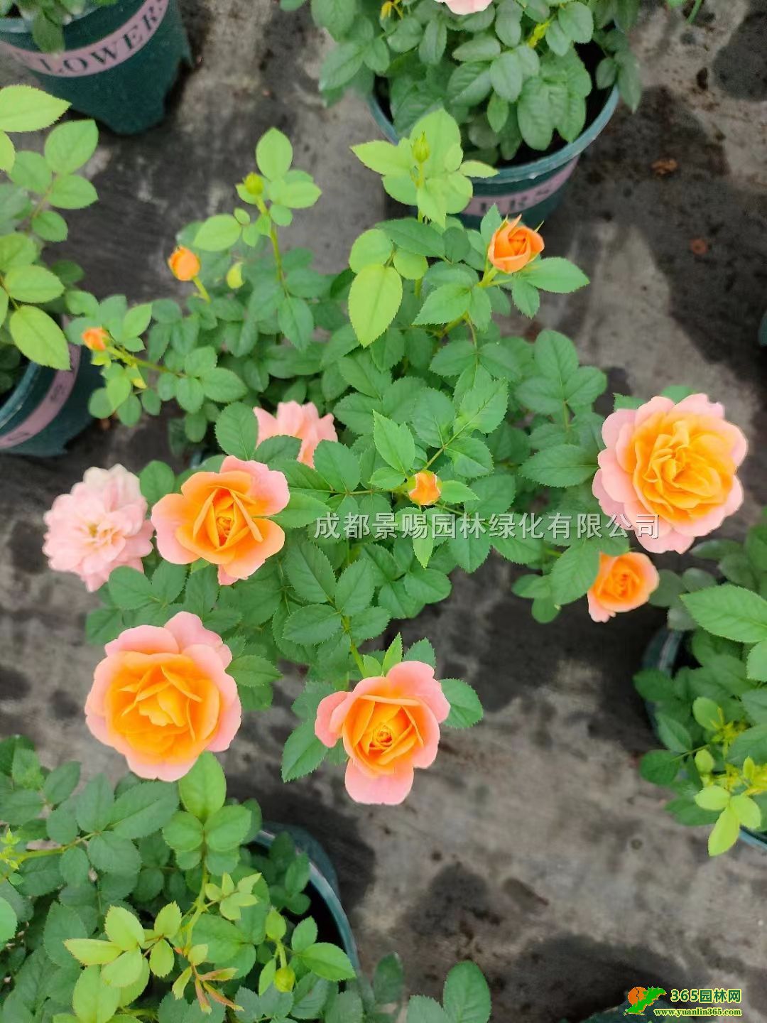 W´󱭡16W»l(f)tWr(ji)񡢹֭_(ti)W