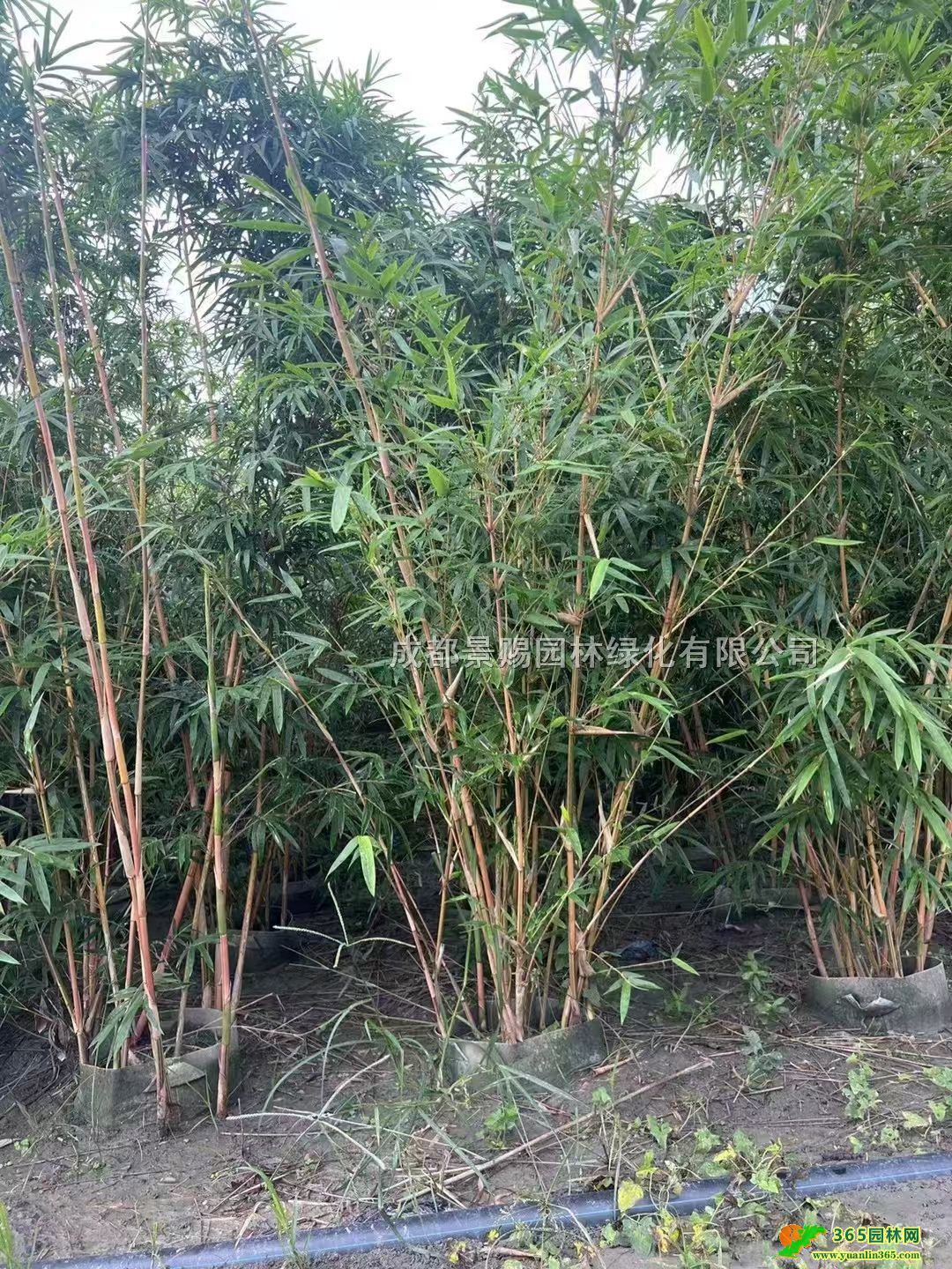 2.5׸ٽz\ٽzٽzٽzl