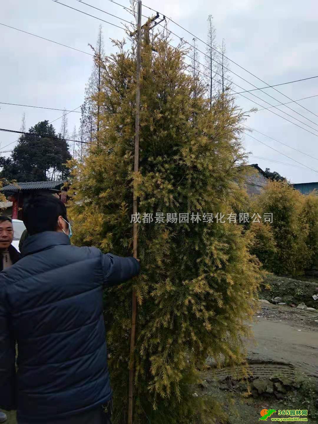 ǧӽl(f)ءl(f)2-3׸ǧӽ硢Ĵǧӽ