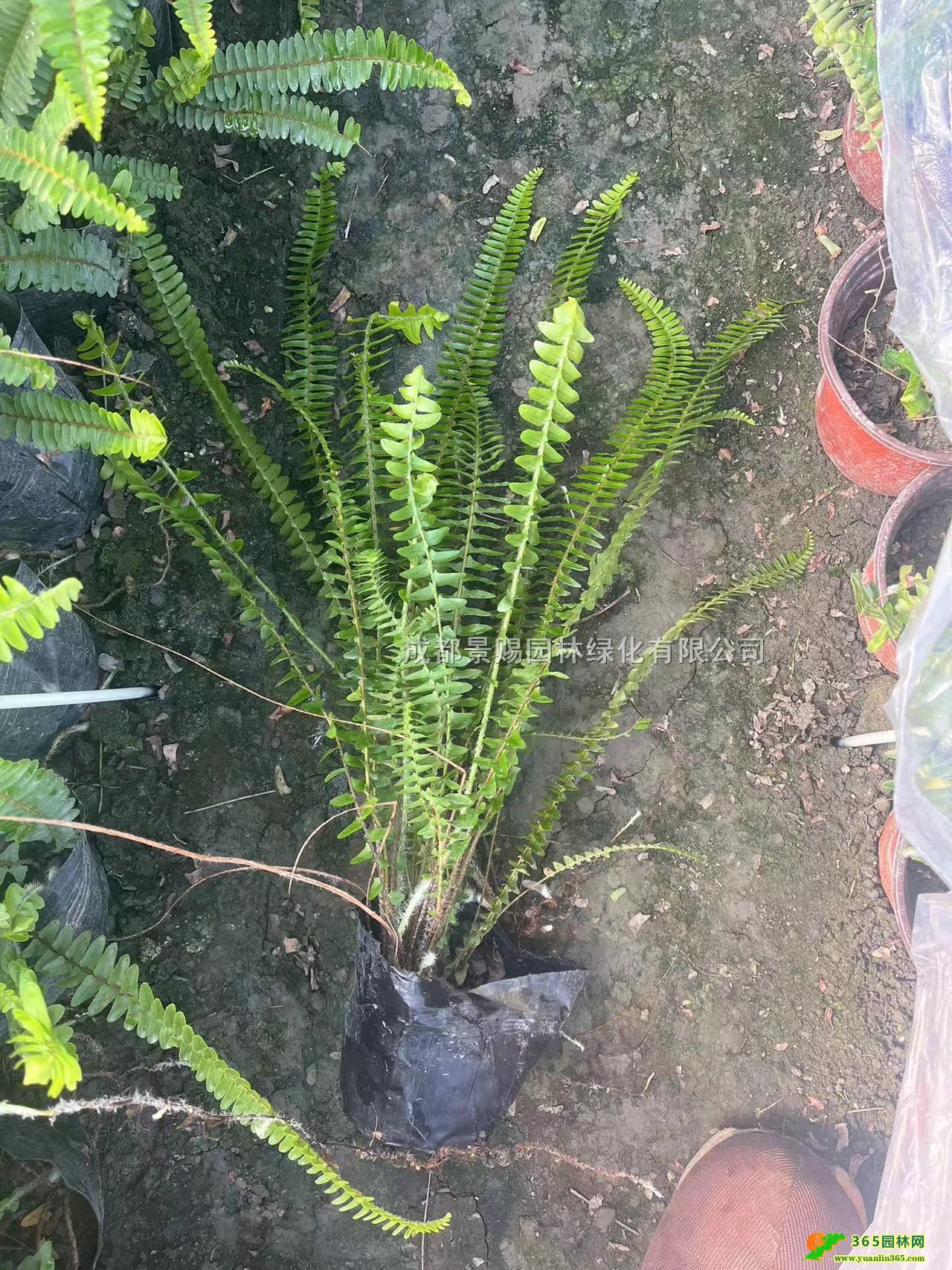 Iާl(f)30-40ָIާۡIާС