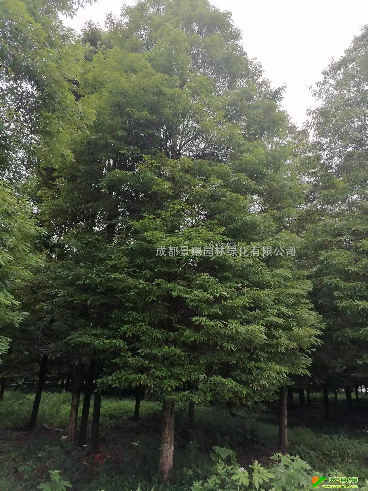 ȫژE骻l(f)нؗUEl(f)С~E骳ۡС~E骱