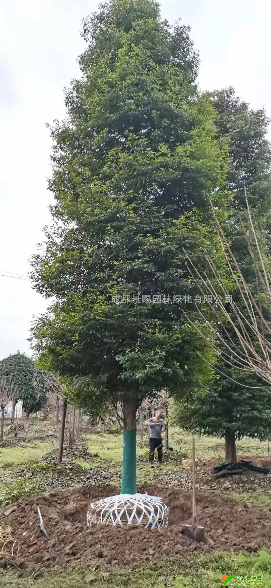 ɶС~E骻ءl15-18-22С~E؛