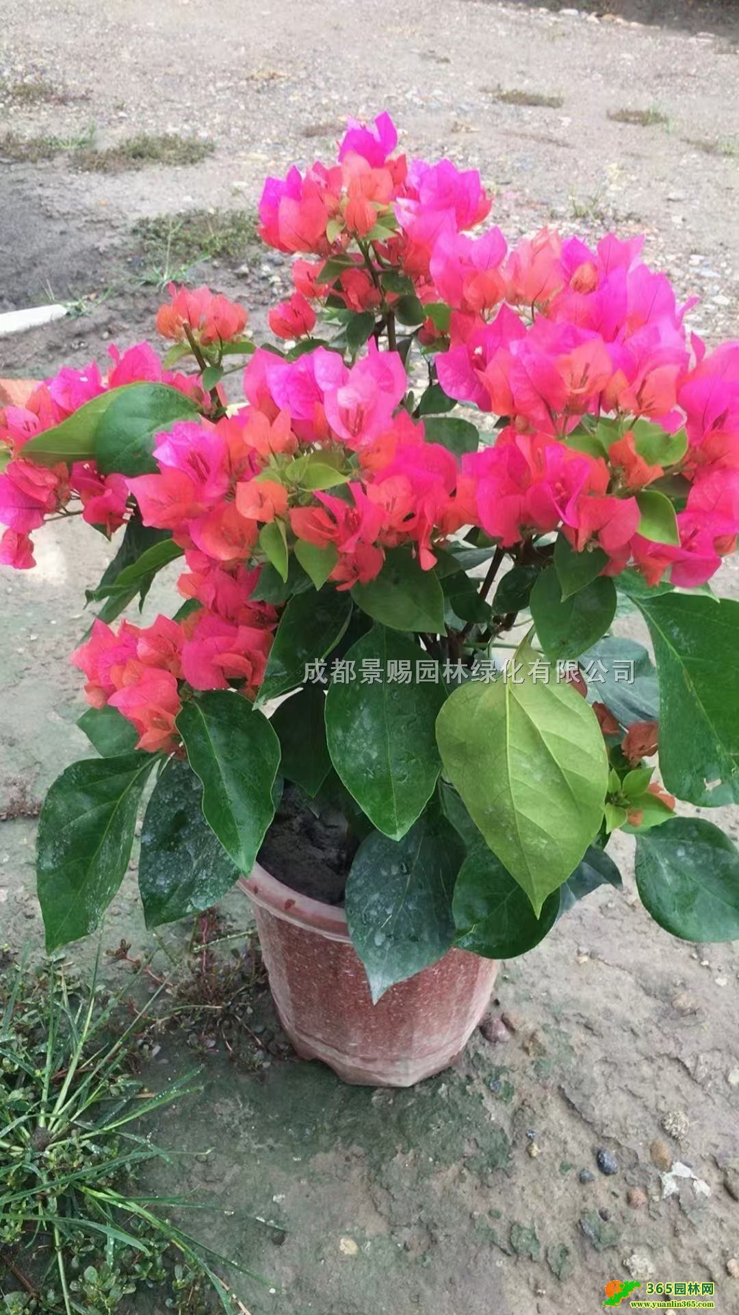 ļt÷󱭡30-40ļt÷l(f)ļt