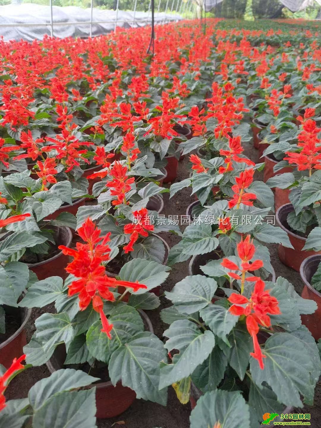 һt14һtءһtpɫl(f)һt