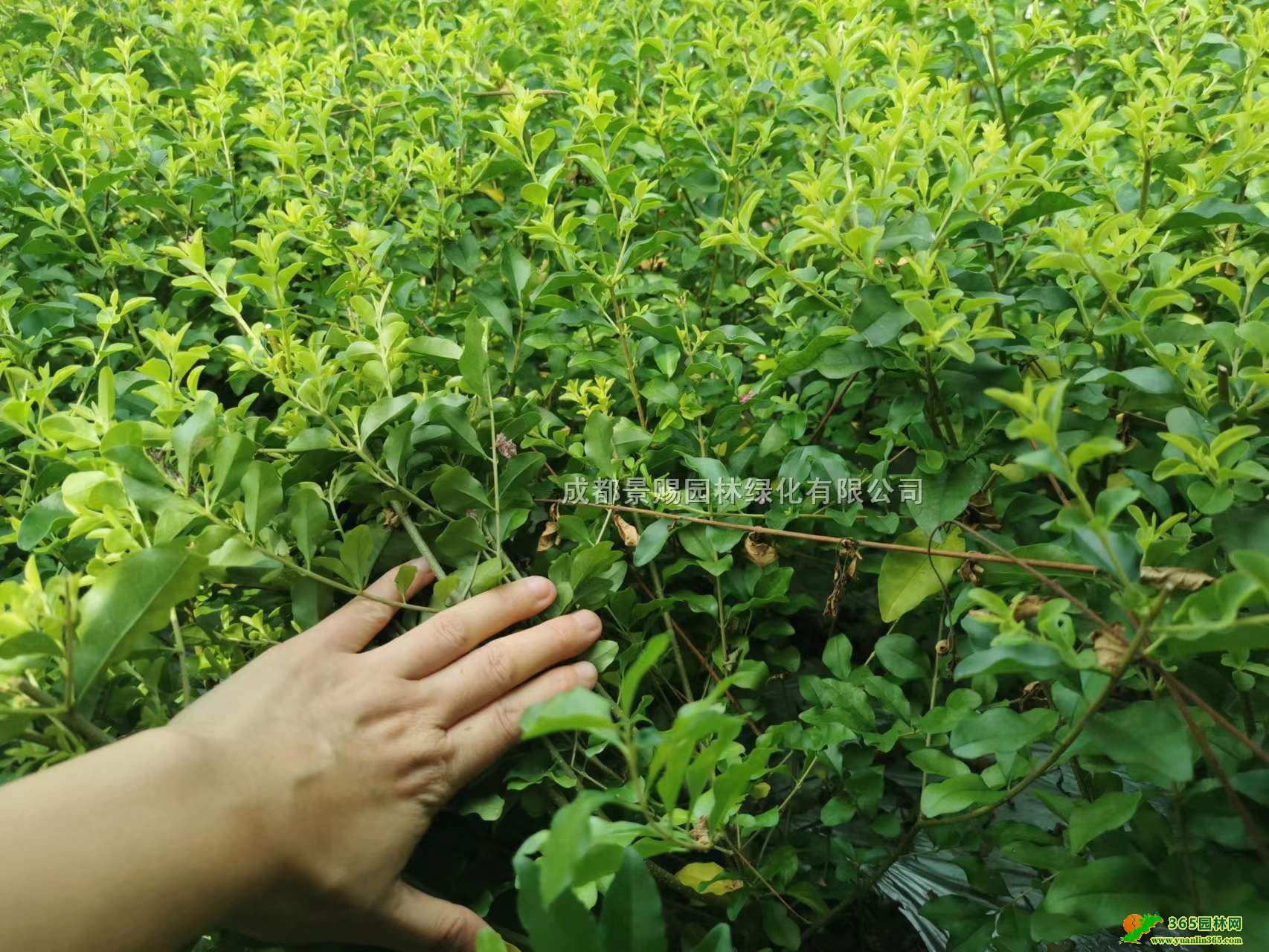 ĴŮؑԻl40-50߽ŮؑŮؑ