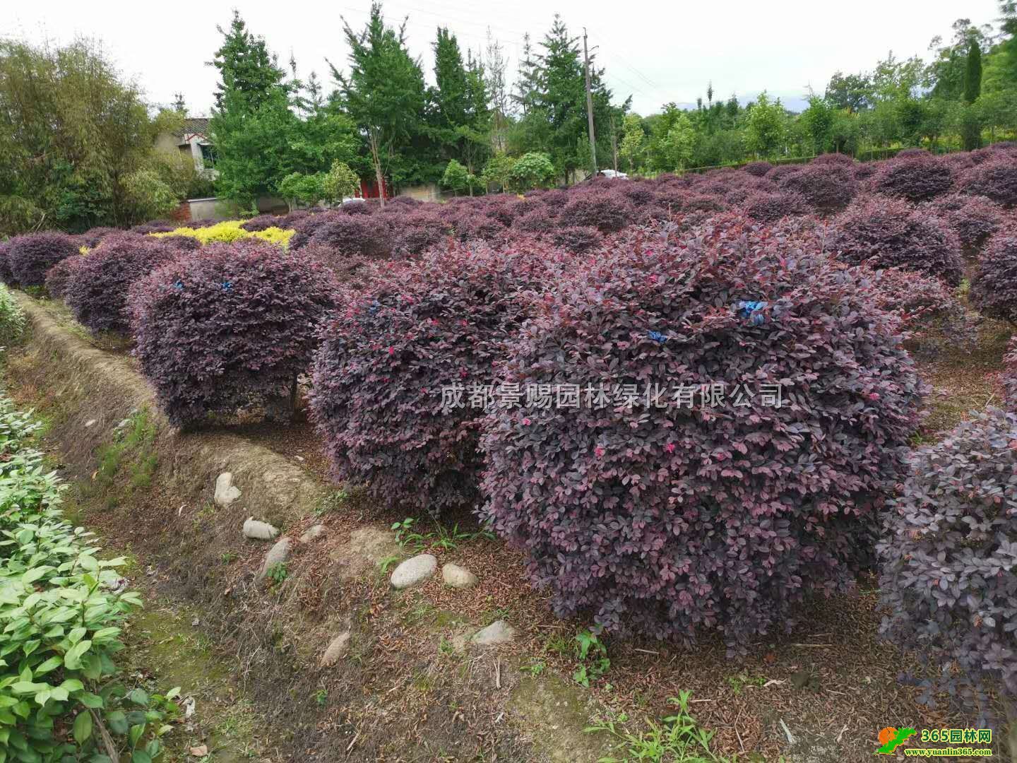 1.2-1.5׹ڼt^ľۡ1-1.3׹ھƷt^ľl