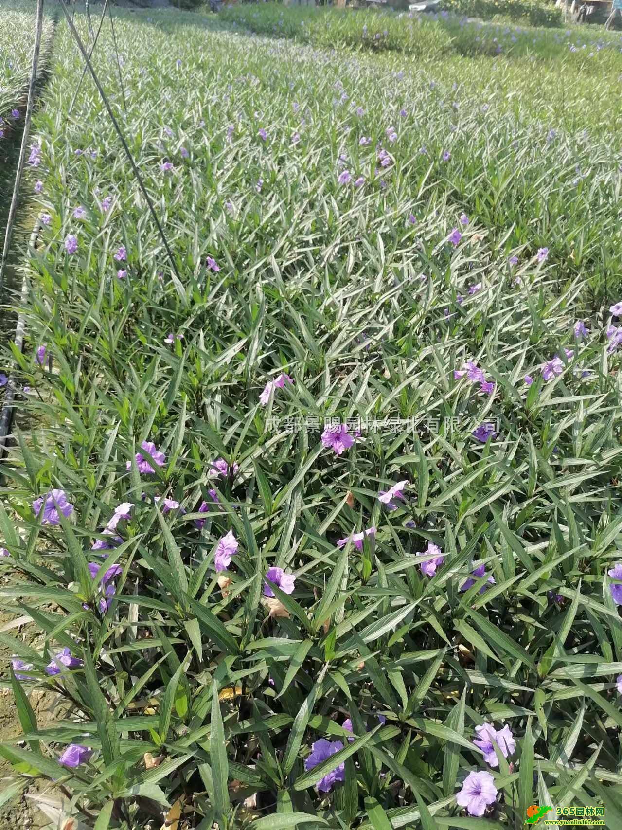 40ߴJ򹤳硢30ߴJ硢JС