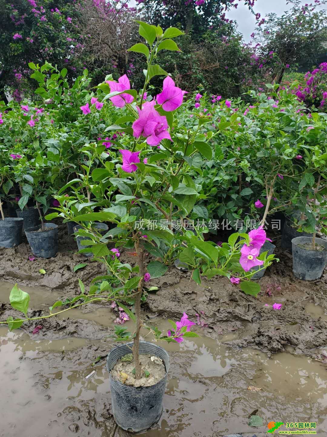 Ĵɶ÷l(f)ءϻ÷pɫl(f)