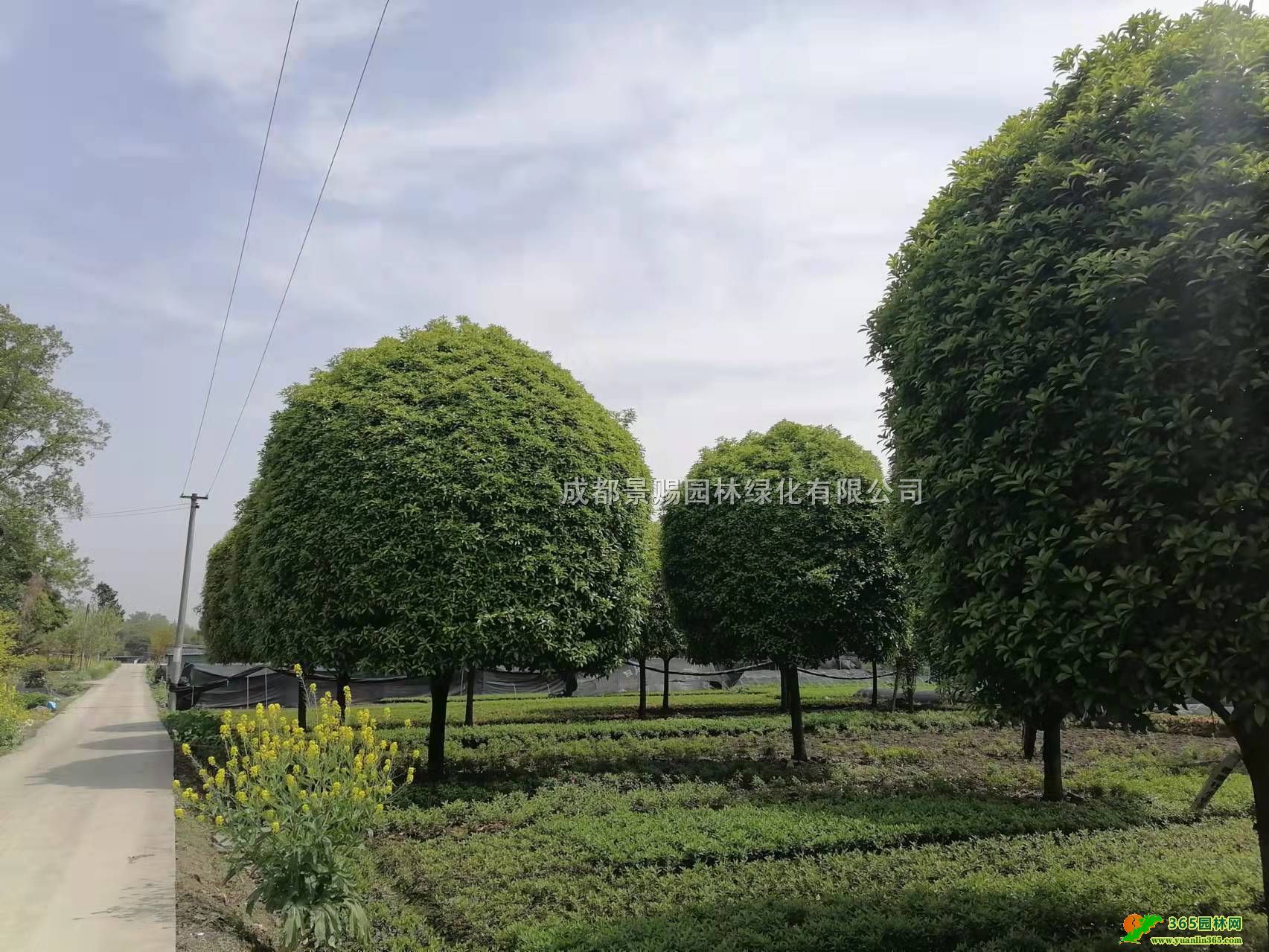 15-20ֹ𻨹硢Ʒ𻨻l