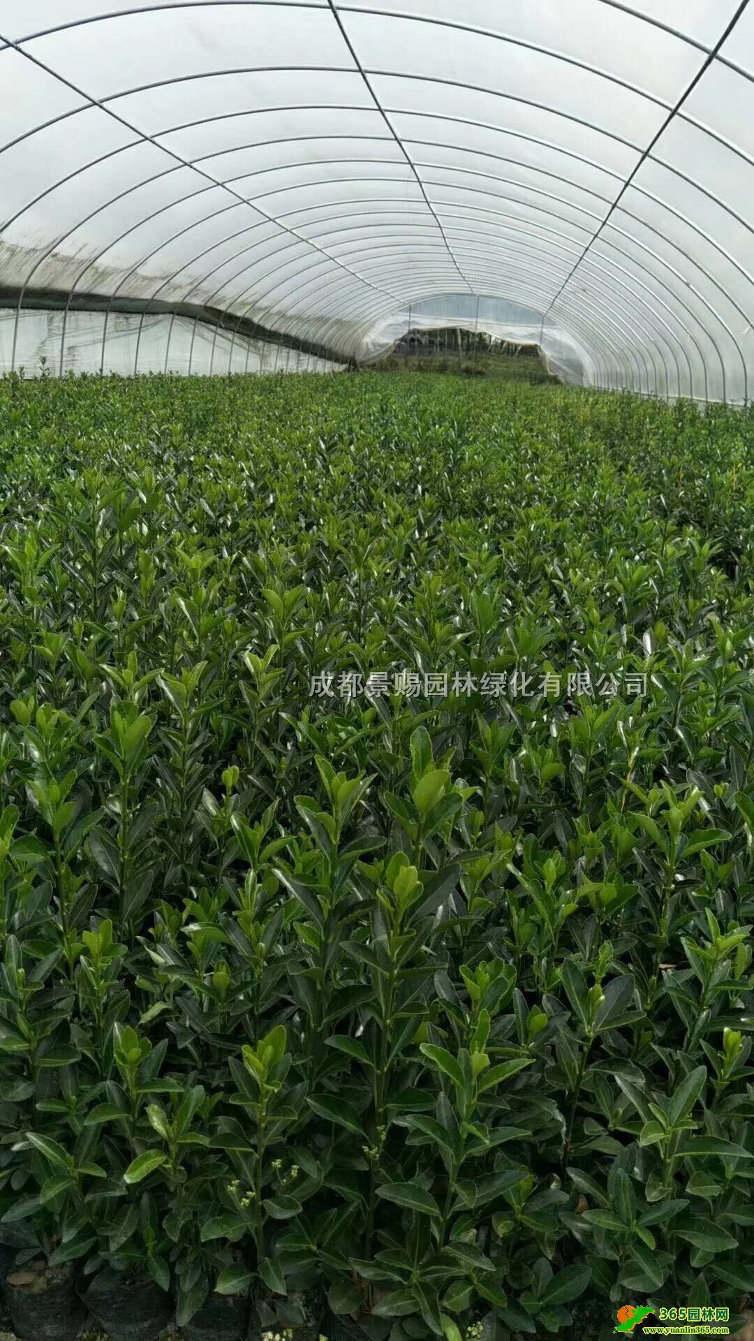 fԻءl(f)40-50f౭硢f16