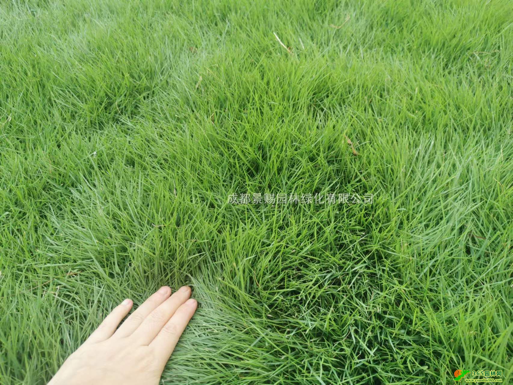 _̖Ml_ݲƺF؛Ĵ_ݲƺNֲ