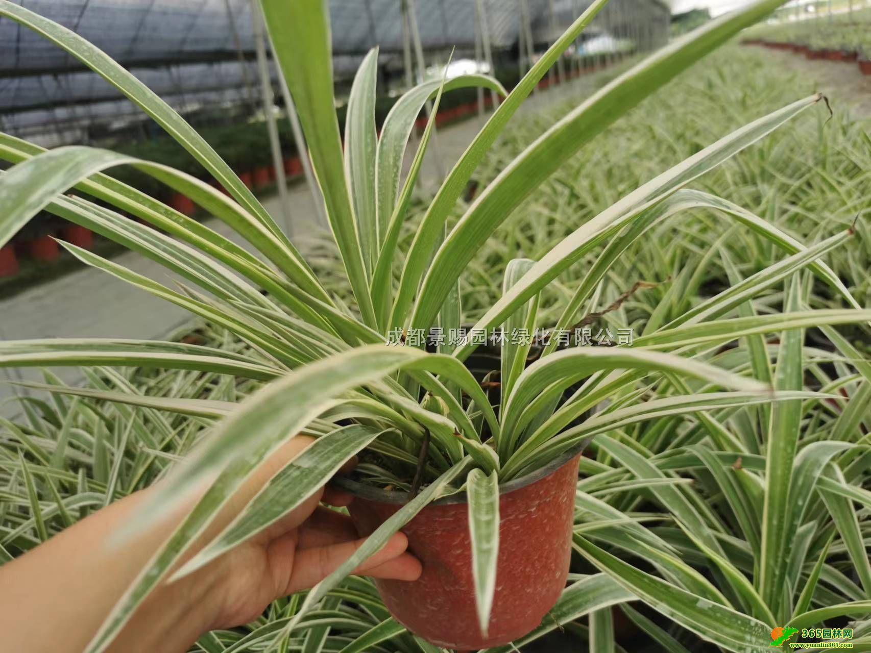 ߅ml(f)25-30ָ߽߅m硢ɶ߅m