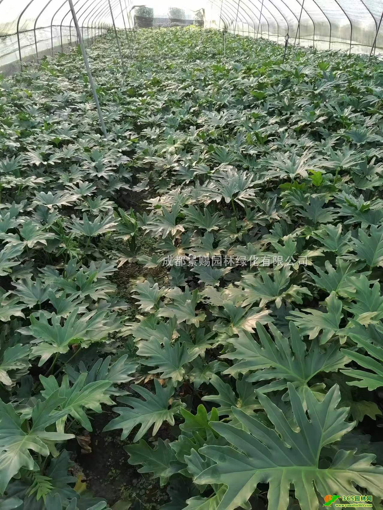 30-40ߴ𹤳硢ĴءlrؑcС