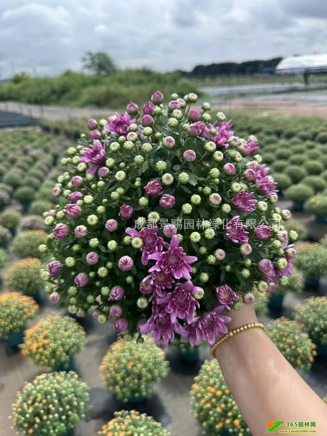 Ĵɶջءl(f)25ָ硢մ󱭡ձ