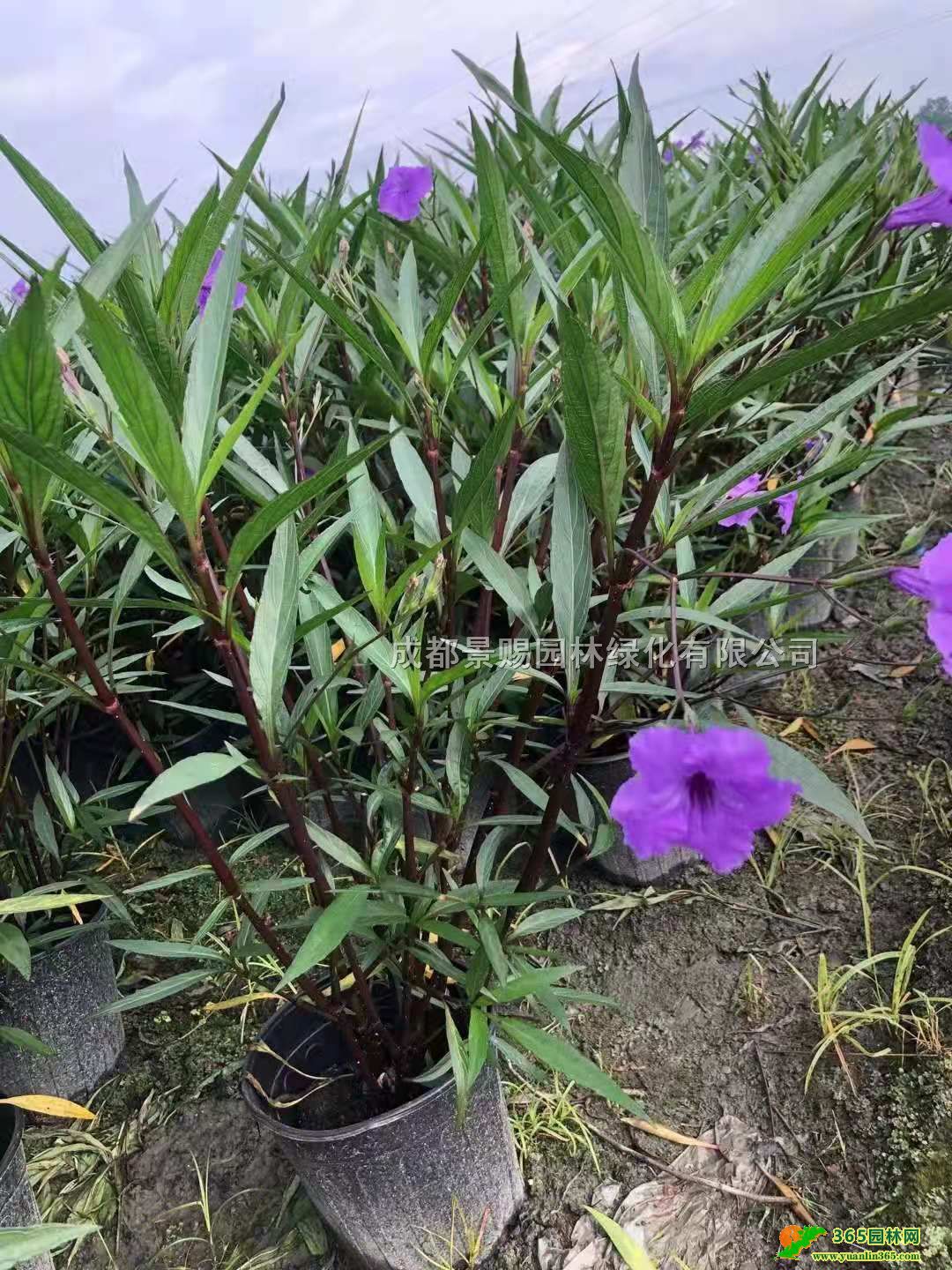 J򹤳硢ĴJءؑcJl(f)Jr