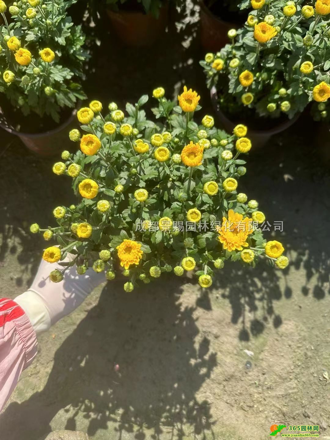 ĴcֱN25߇clrcpɫ