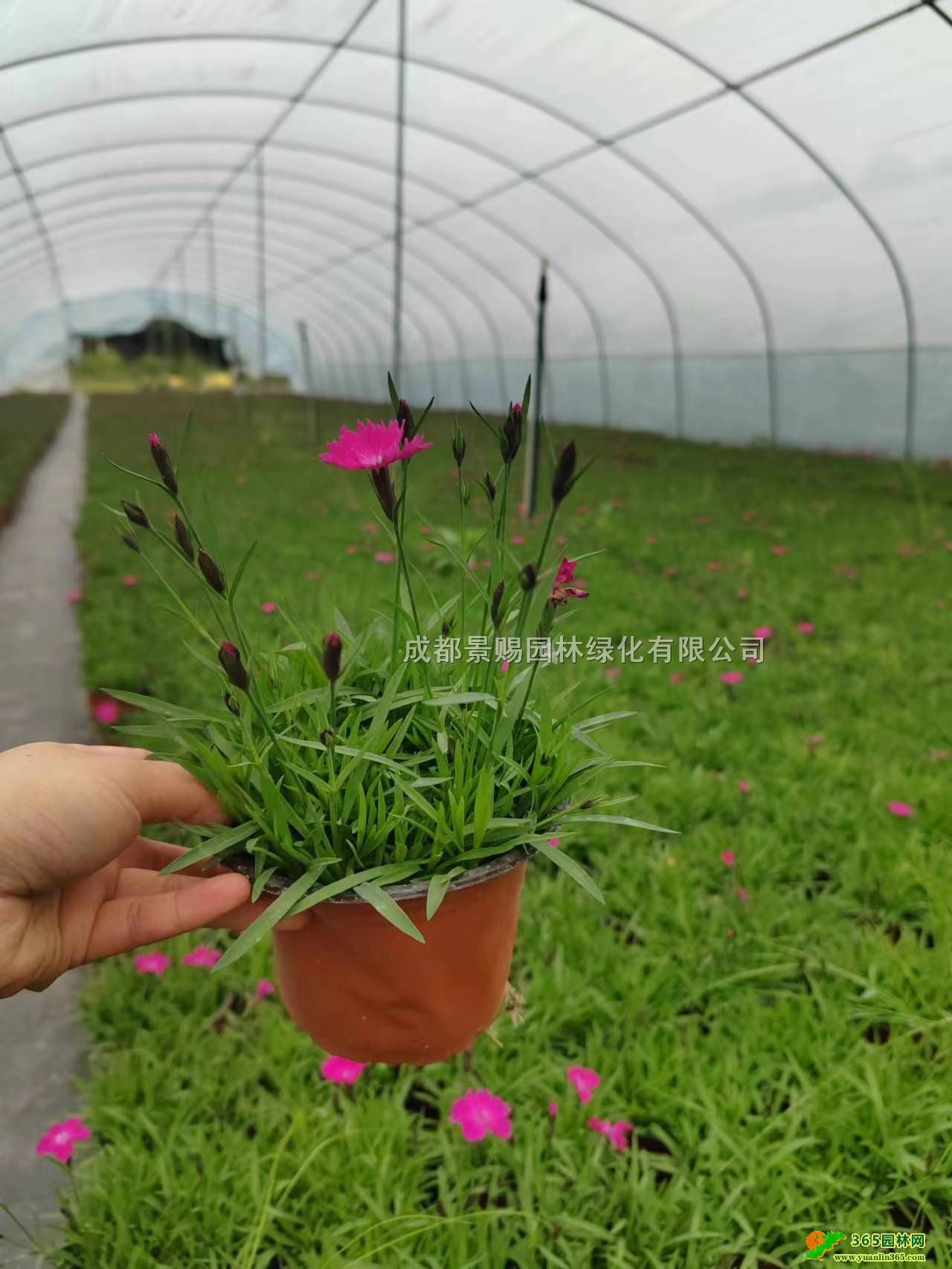 ؑcWʯءֱN󱭚WʯpɫɶWʯl