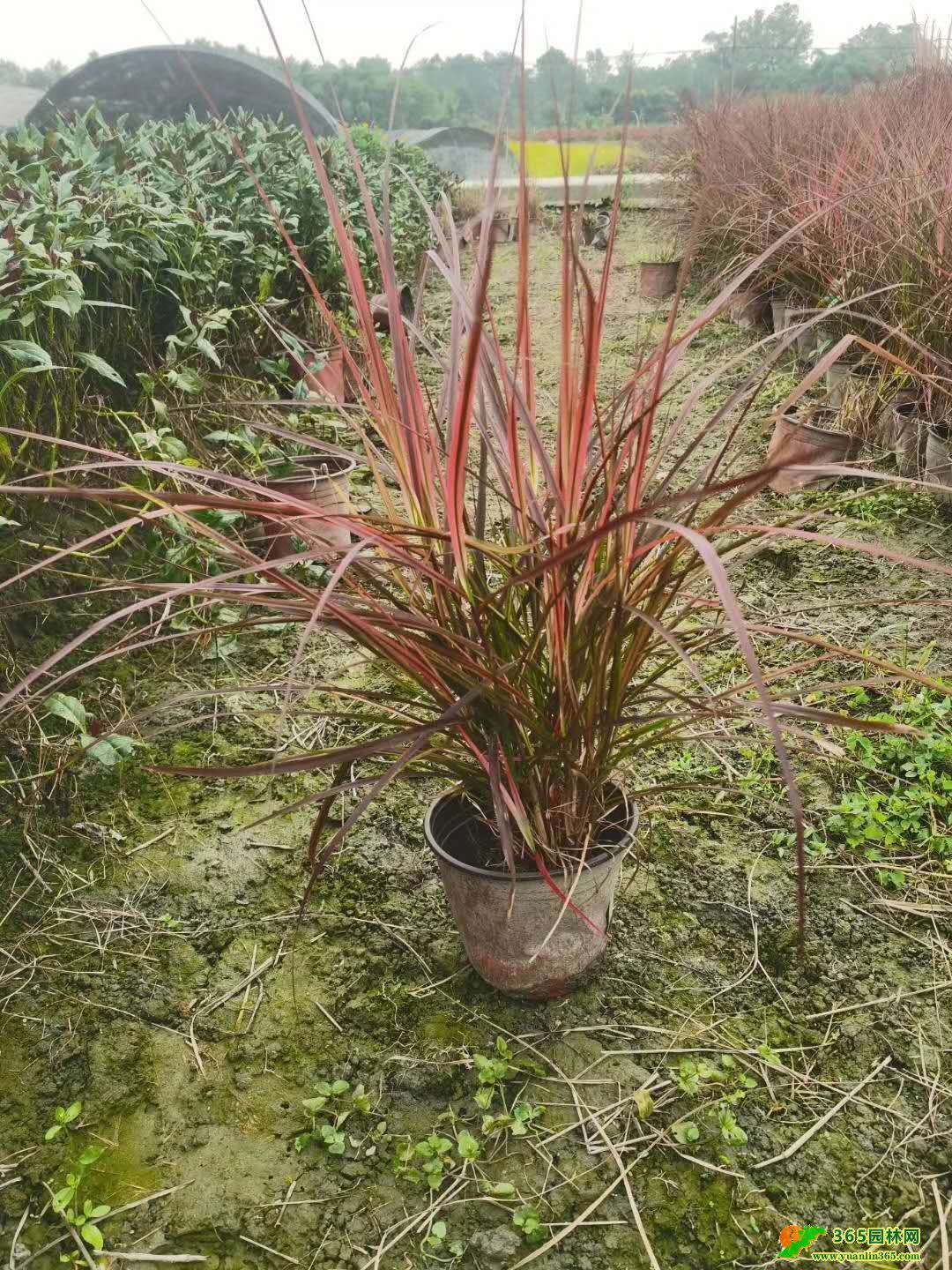 ~βݻءl(f)30-40ߴ~βݡĴؑc