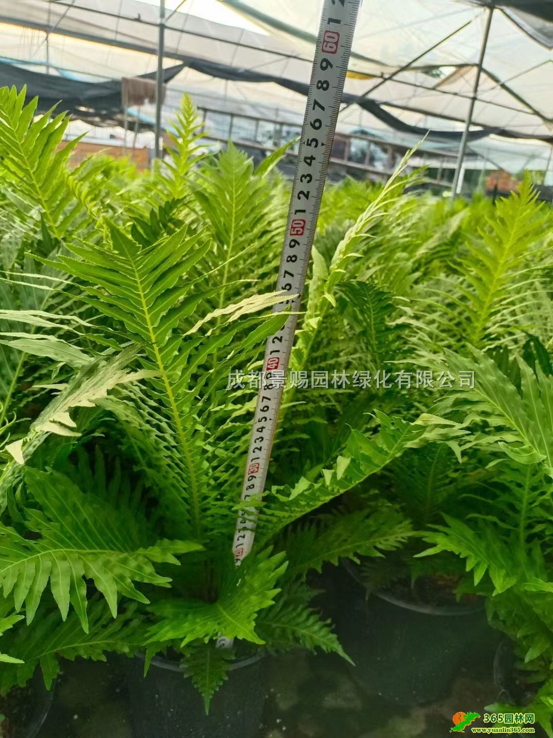 40߸Fާ2ӁFާl(f)ĴFާءFާr(ji)