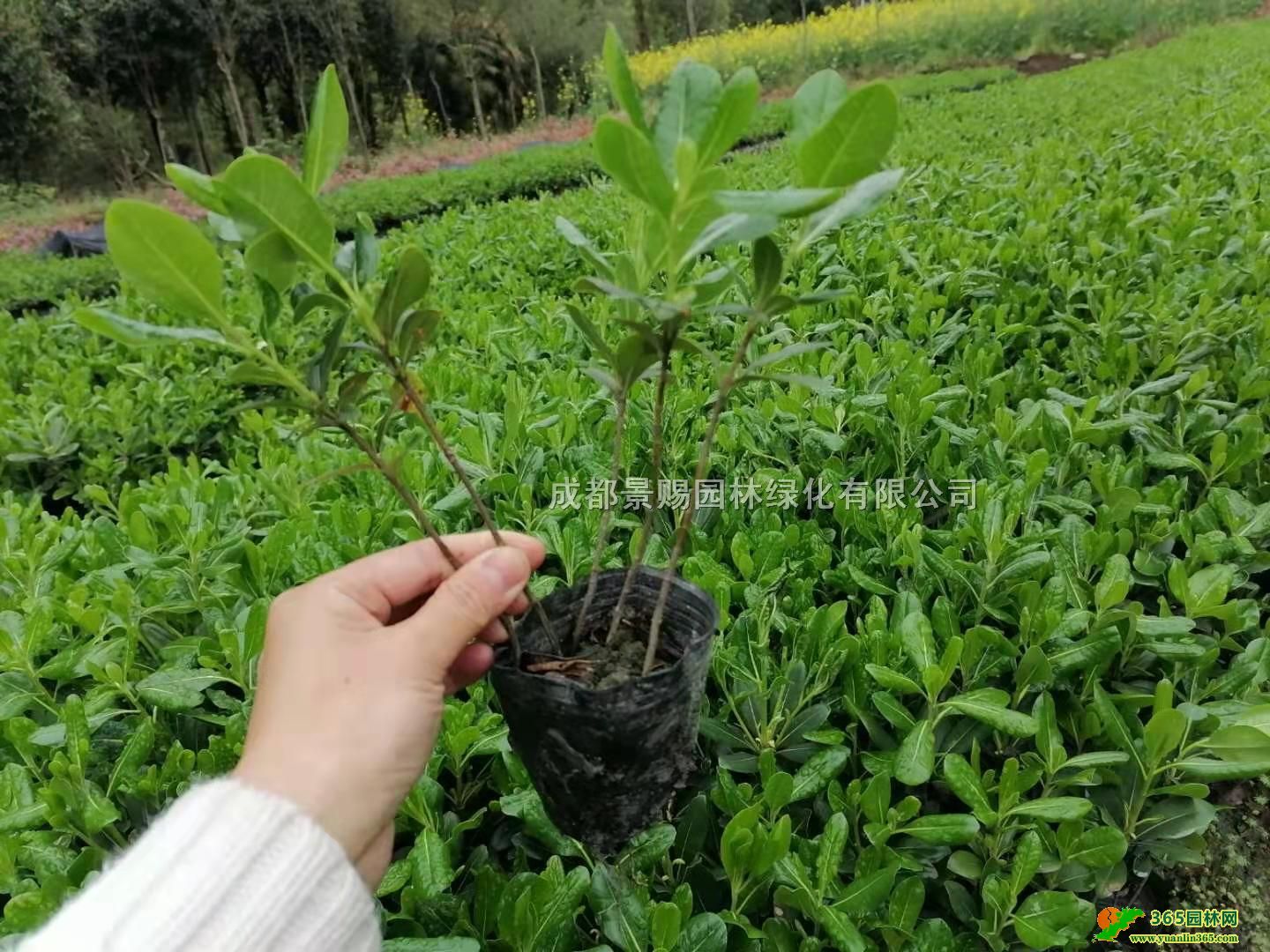 12ͩGС硢Ĵͩl20-40ߺͩС