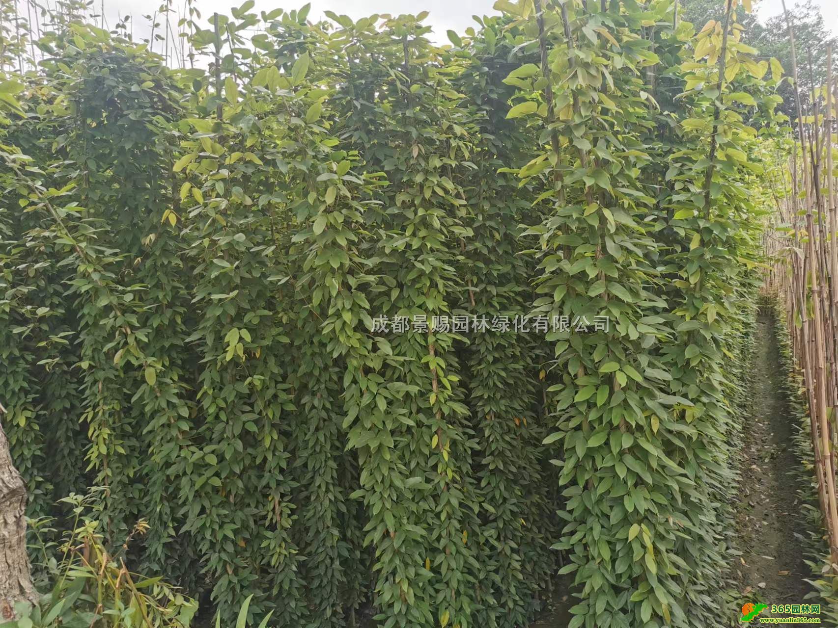 ٮa(chn)ءl(f)ء1.5-2.5׸ٱ