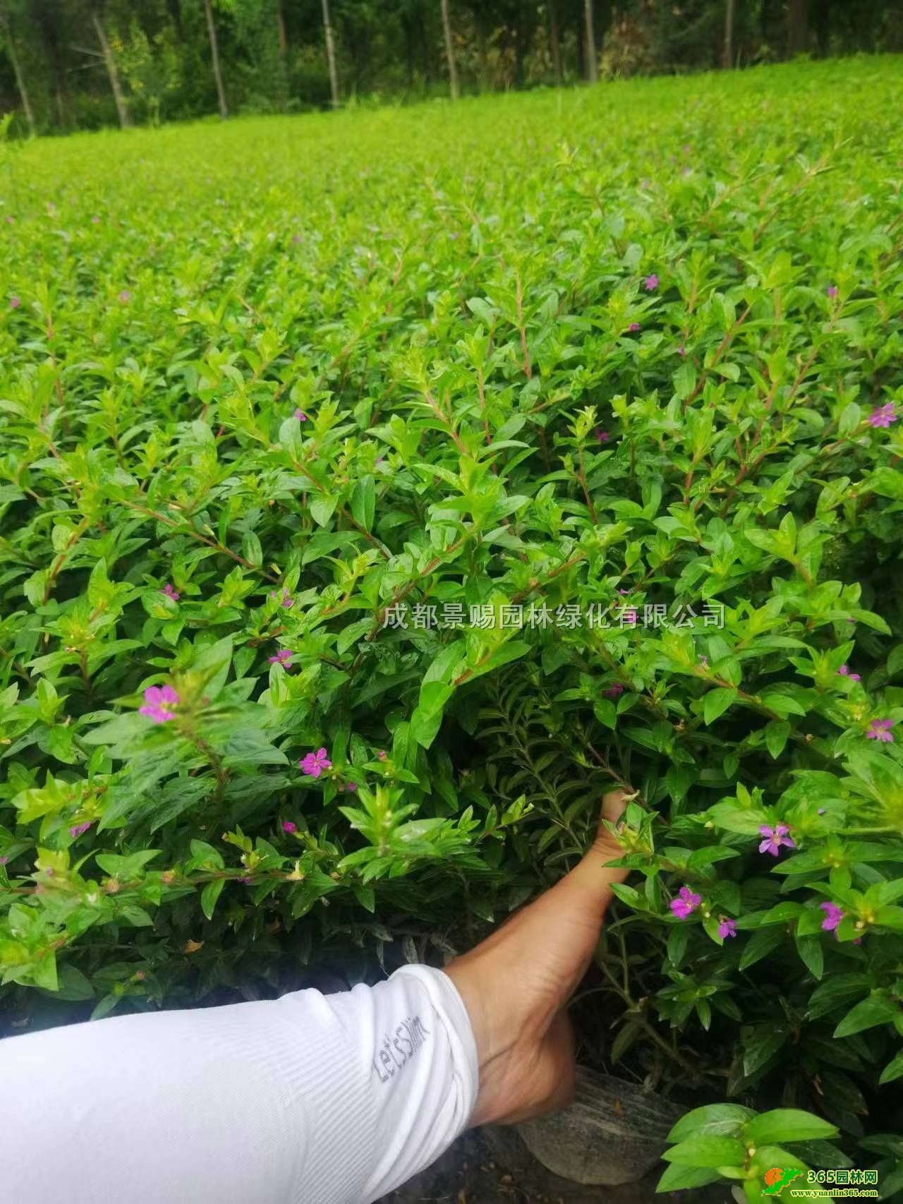 tMǻءl(f)MpɫMСۡĴ