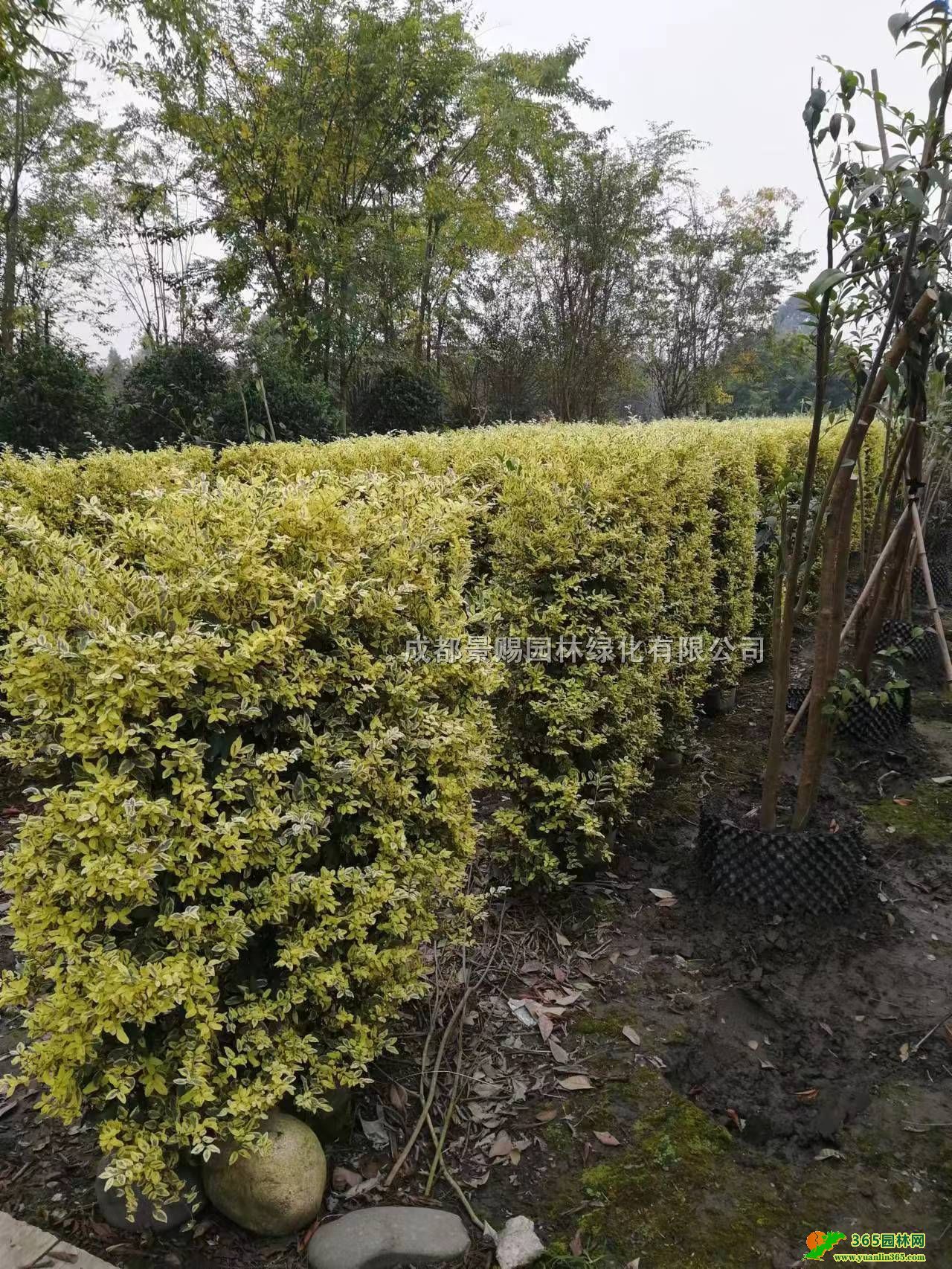 СϞͷNֲء۽СϞ򡢽СϞ