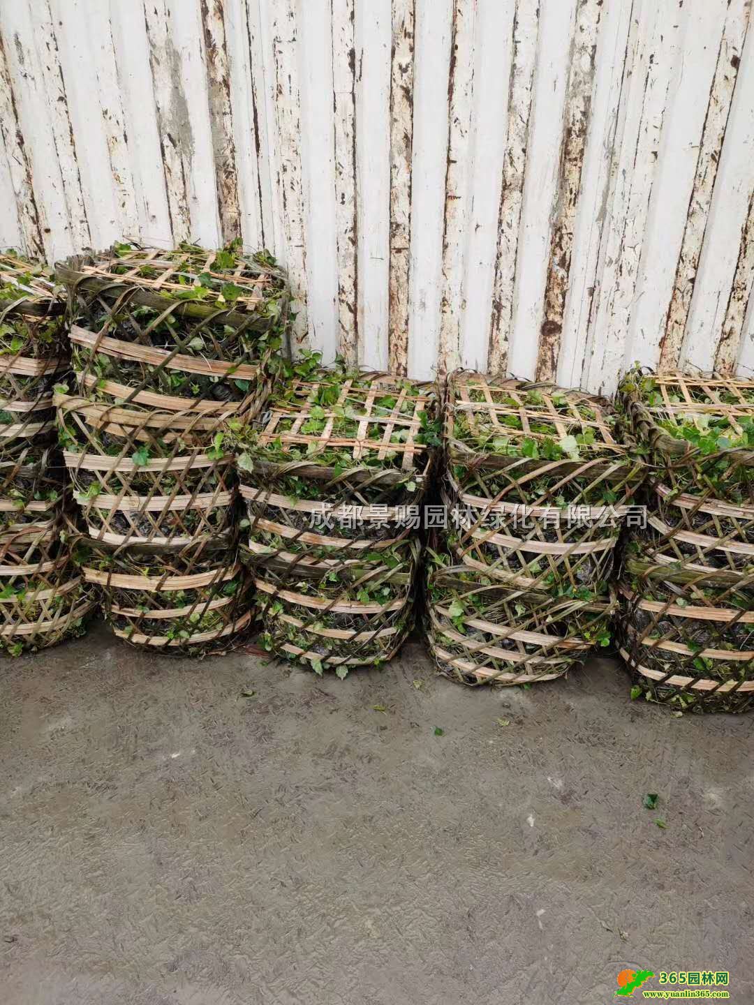 Ĵɽءl60-80ɽ硢ٷNֲ