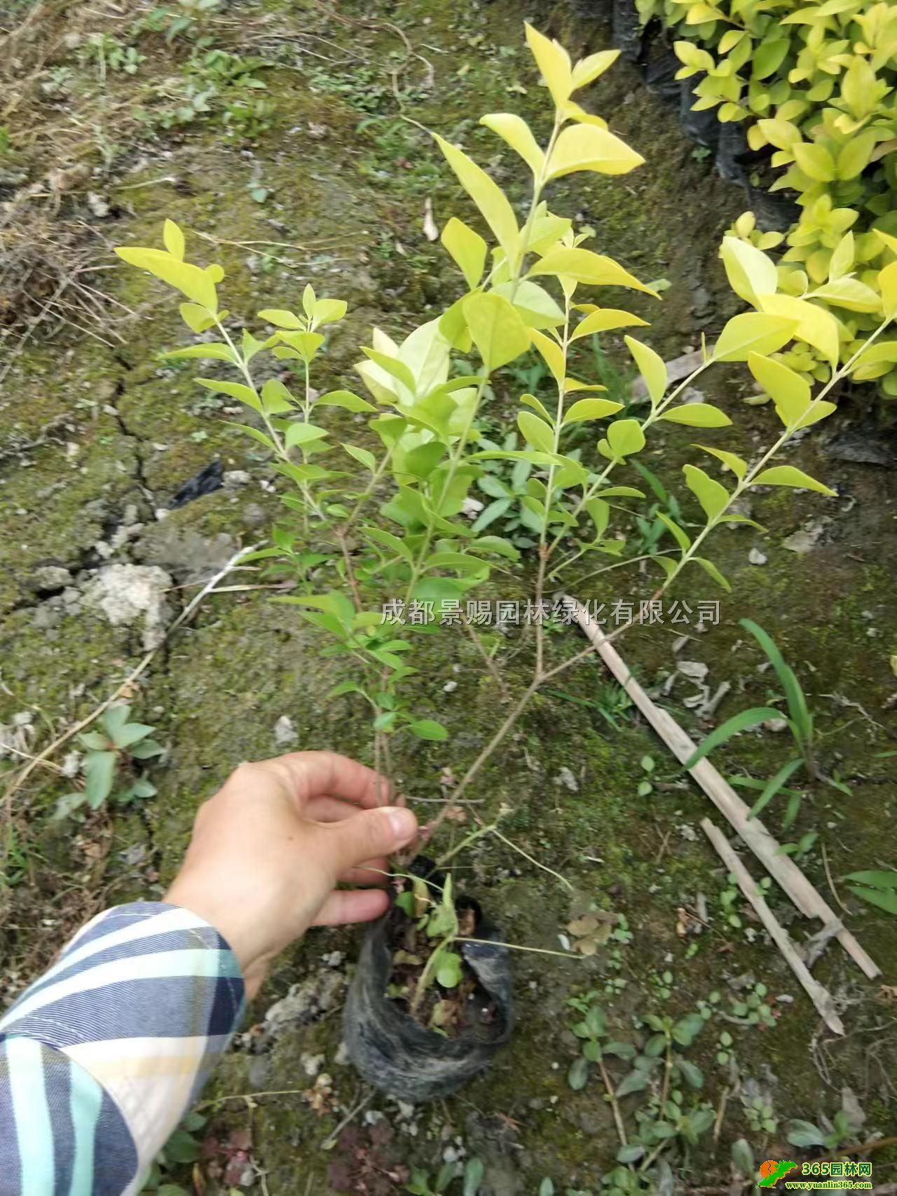 ~ŮؑС󱭽~Ůؑ硢~Ůؑl