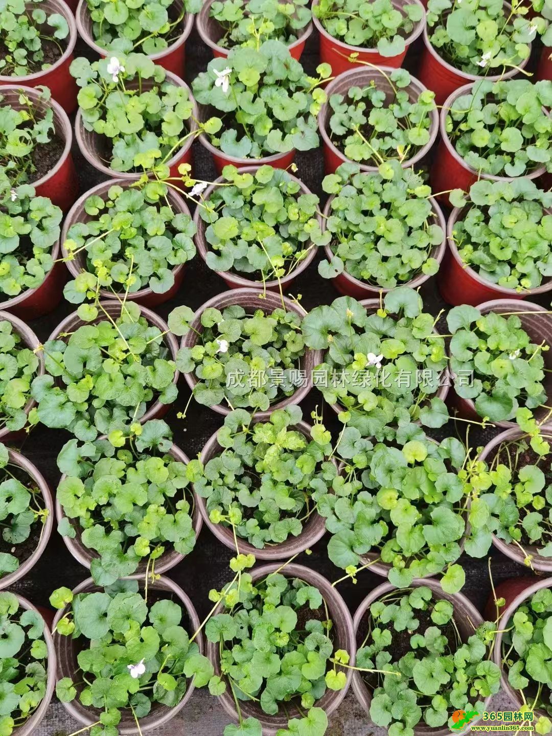 ɶ؈ءl(f)20؈pɫĴ؈